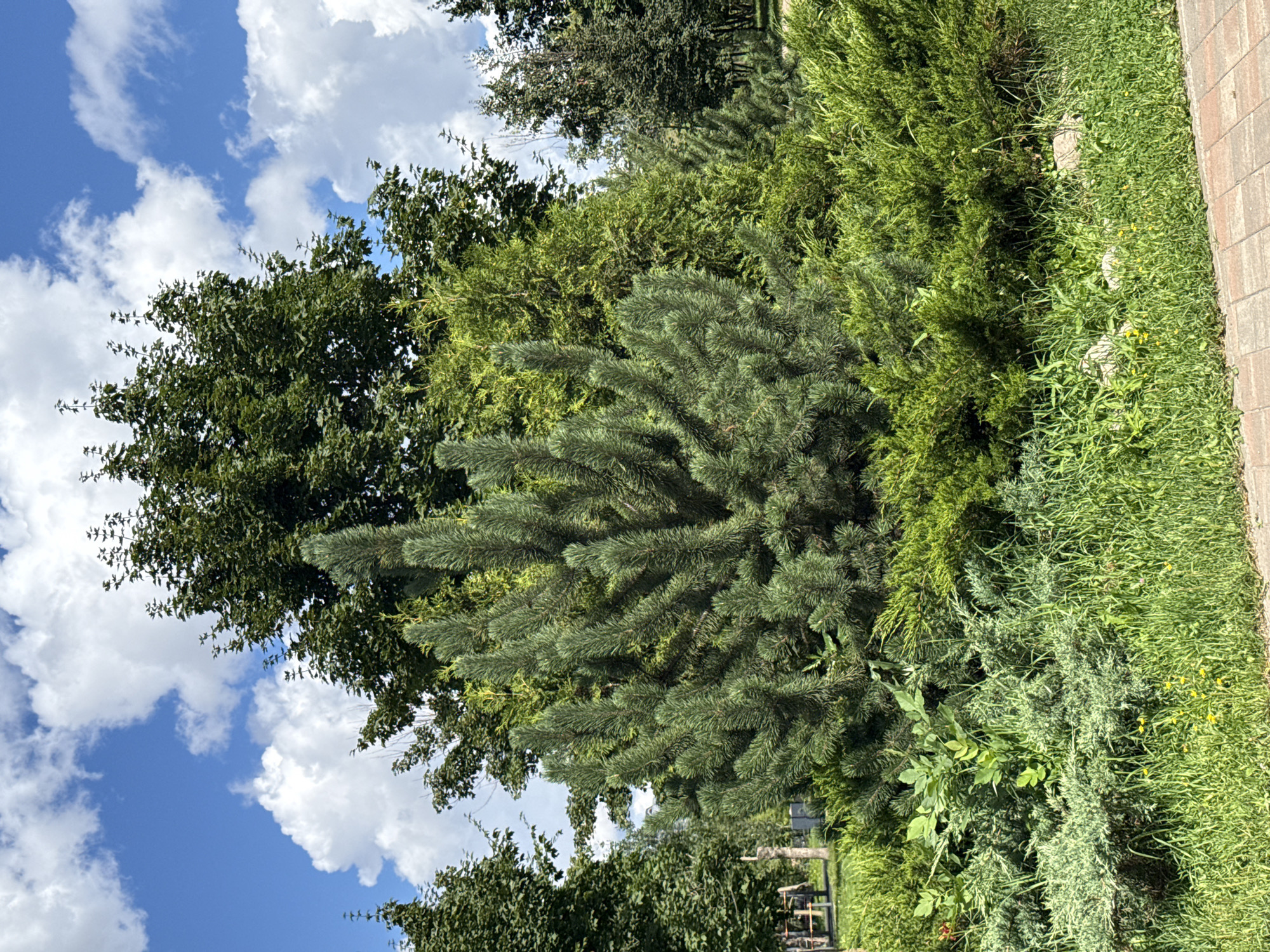 A coniferous tree with lush green needles is the central focus of this outdoor scene, set against a backdrop of other trees and a bright blue sky dotted with fluffy white clouds. The tree is surrounded by various lower-lying green bushes and manicured grass. In the background, glimpses of park benches and a paved pathway are visible, suggesting a public park setting within the city of Lyubertsy, Russia. The image captures a sunny day with clear visibility.