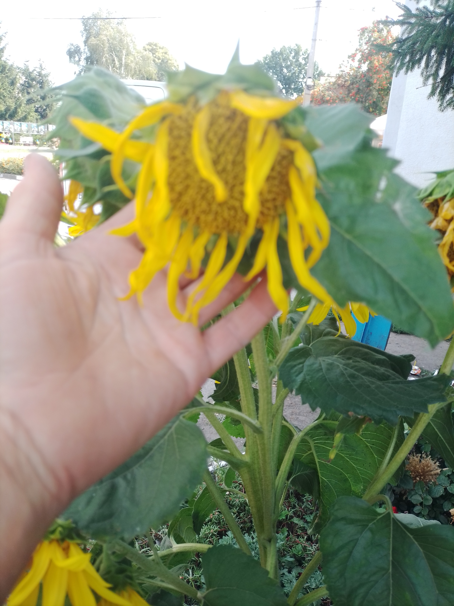 A person's left hand is visible in the foreground, palm facing the camera, with a blurred sunflower in the background. The sunflower has bright yellow petals and a brown center. The environment appears to be outdoors, with green foliage and a hint of a structure in the distance. The overall lighting suggests daytime. This scene is located in the village of Romodan, Poltava Oblast, Ukraine.