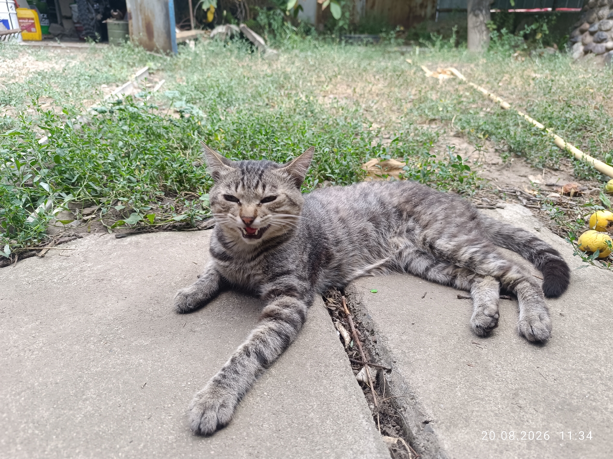 A tabby cat with gray and black stripes is lying on a concrete surface in an outdoor environment. The cat's mouth is open, revealing its teeth and tongue, and its eyes are partially closed. Green grass and some yellow fruit are visible in the background, along with a wooden fence and some structures. The date stamp on the image indicates August 20, 2026, at 11:34. The location is specified as Qaskelen, Kazakhstan.