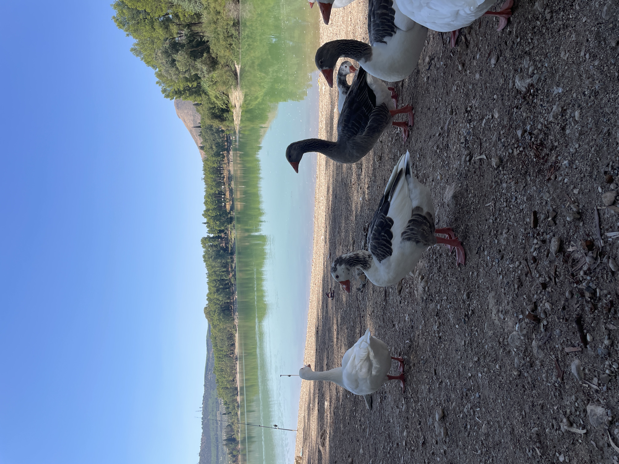A flock of geese is gathered on the rocky shore of a calm, green lake in Atarfe, Spain. The lake is surrounded by lush green trees and rolling hills under a clear blue sky. Two fishing rods are planted in the ground near the water's edge. The geese, a mix of white and grey and white with grey markings, stand close together, some facing the water, others looking towards the camera. The ground is covered in small stones and dry leaves, suggesting a natural, outdoor setting.