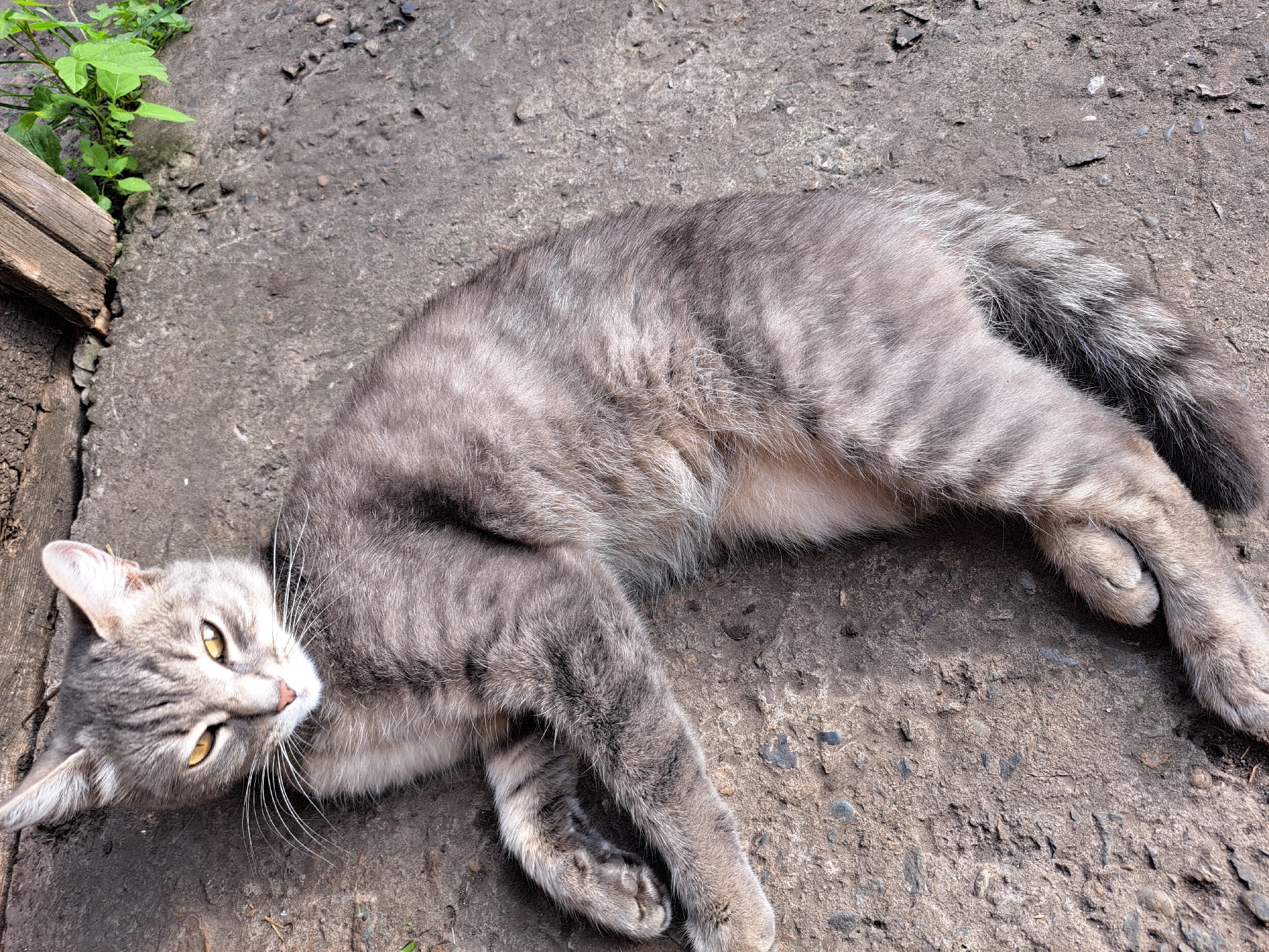 A grey tabby cat with yellow eyes is lying on a concrete surface. The cat is positioned diagonally in the frame, with its head towards the top left and its paws extending towards the bottom right. The concrete is rough and uneven, with small pebbles and debris visible. To the top right of the cat, there is a wooden plank and some green vegetation. The lighting suggests it is daytime, with shadows cast by the wooden plank. The overall scene depicts a domestic animal resting outdoors in an urban or suburban environment, potentially within the city of Chernetsk, Russia.