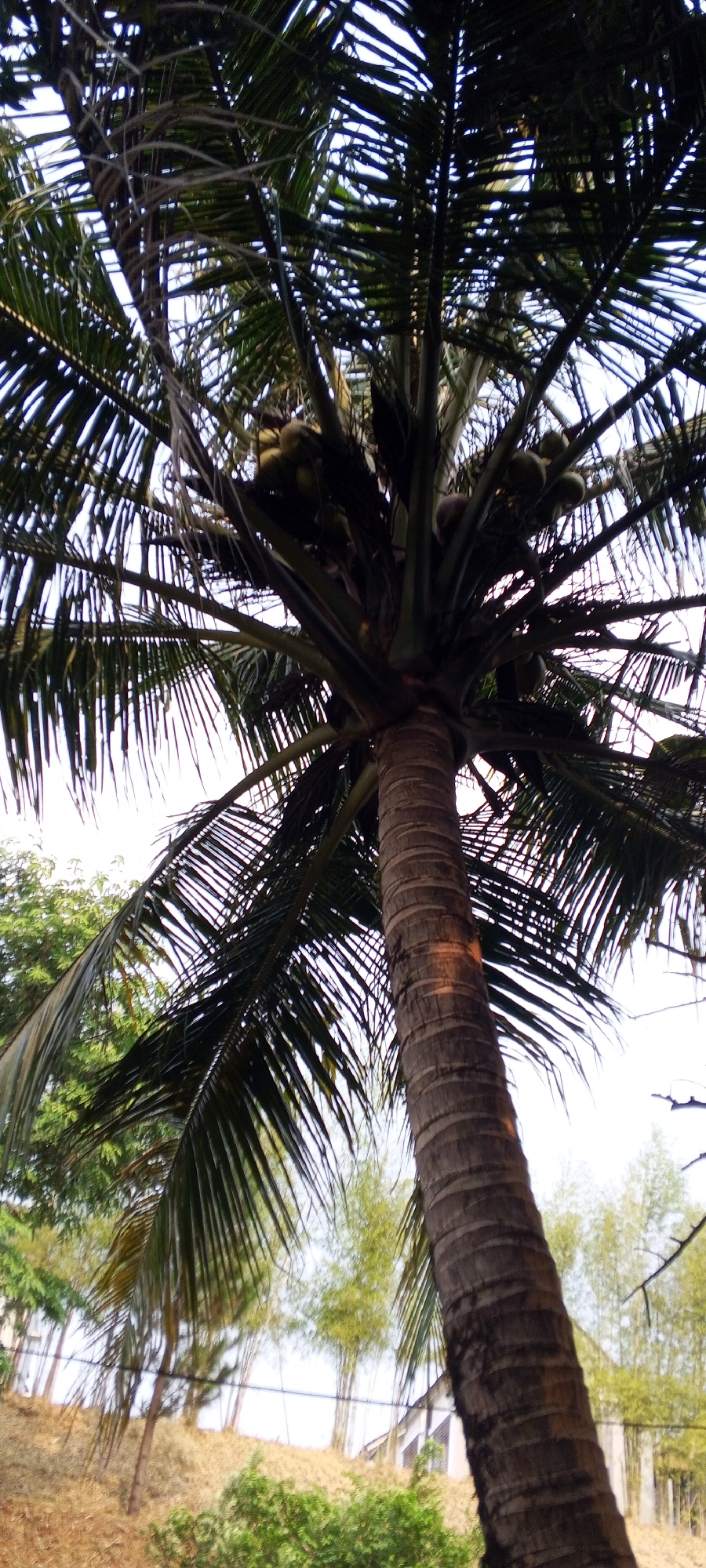 This is a low-angle, full shot of a mature coconut palm tree, its fronds fanning out against a bright, overcast sky. The tree trunk, which is thick and textured with visible rings, occupies the right half of the frame. Several green coconuts are clustered near the top of the trunk, partially obscured by the dense, dark green fronds.
In the background, a slope is covered with dry, light brown grass and patches of green foliage. A few spindly trees, possibly bamboo, are visible further back, interspersed with the fronds of the coconut palm. A white building with dark-outlined windows is partially visible on the right side of the background, suggesting an urban or suburban setting. The overall environment appears to be a tropical or subtropical location. The scene is static and shows no people or active subjects. The image is consistent with the natural environment found in Gunung Putri, Indonesia, a region known for its tropical flora and humid climate, where coconut palms are common.