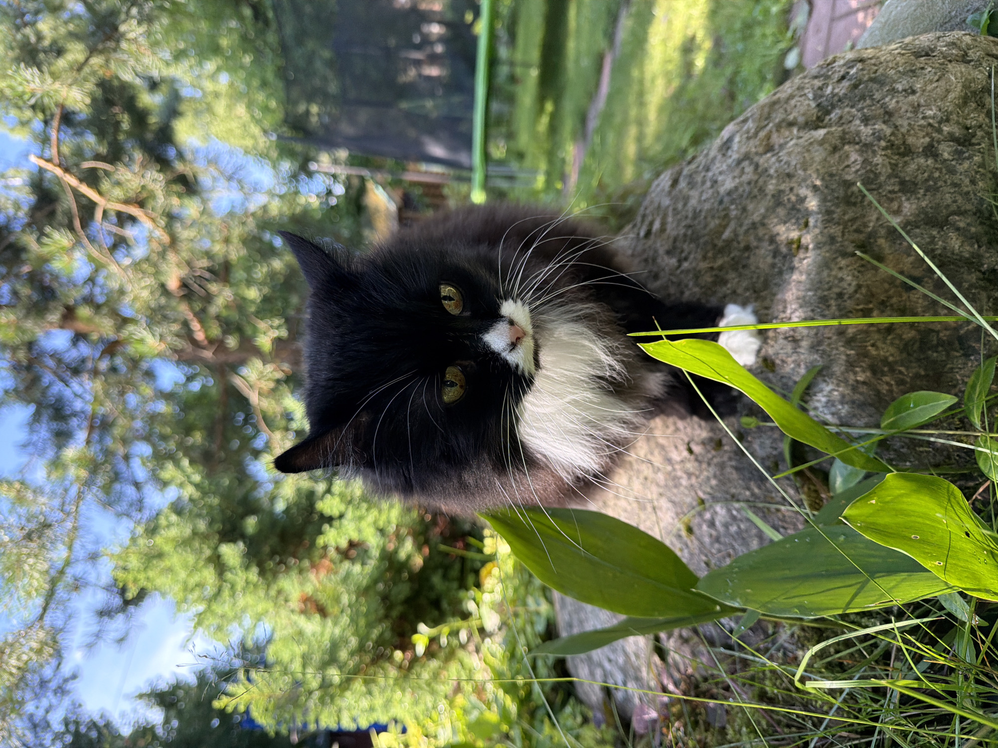 A medium shot photograph captures a fluffy black and white cat sitting on a large rock in an outdoor setting. The cat is facing the camera, with its body positioned slightly to the right. Its fur is predominantly black, with a white chest and chin, and white paws visible. The cat has yellow-green eyes and long white whiskers. Green leaves and grass are in the foreground, with the rock serving as a focal point. In the background, trees, a trampoline, and a building are visible, suggesting a suburban or rural location. The lighting indicates it is daytime, likely sunny. The overall scene conveys a sense of a domestic animal in its natural habitat within a garden or yard. No specific landmarks or identifiable urban features are present in the image to pinpoint a location within Orekhovo, Russia.