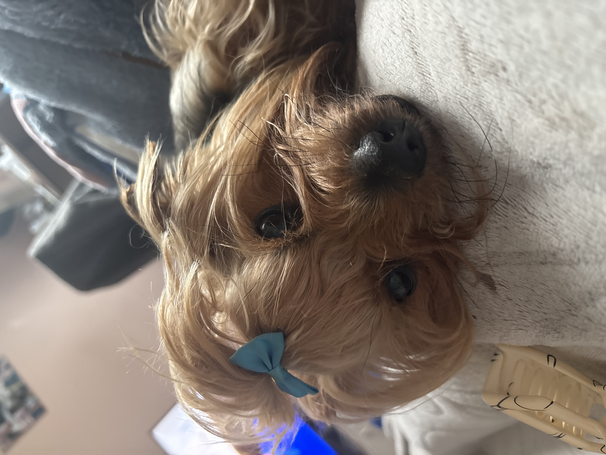 A tan Yorkshire Terrier with a blue bow in its hair is lying on a white fuzzy blanket. The dog is upside down in the image. A light blue blanket is partially visible in the background. A light beige hair clip is visible near the dog's right side. The location is unknown.