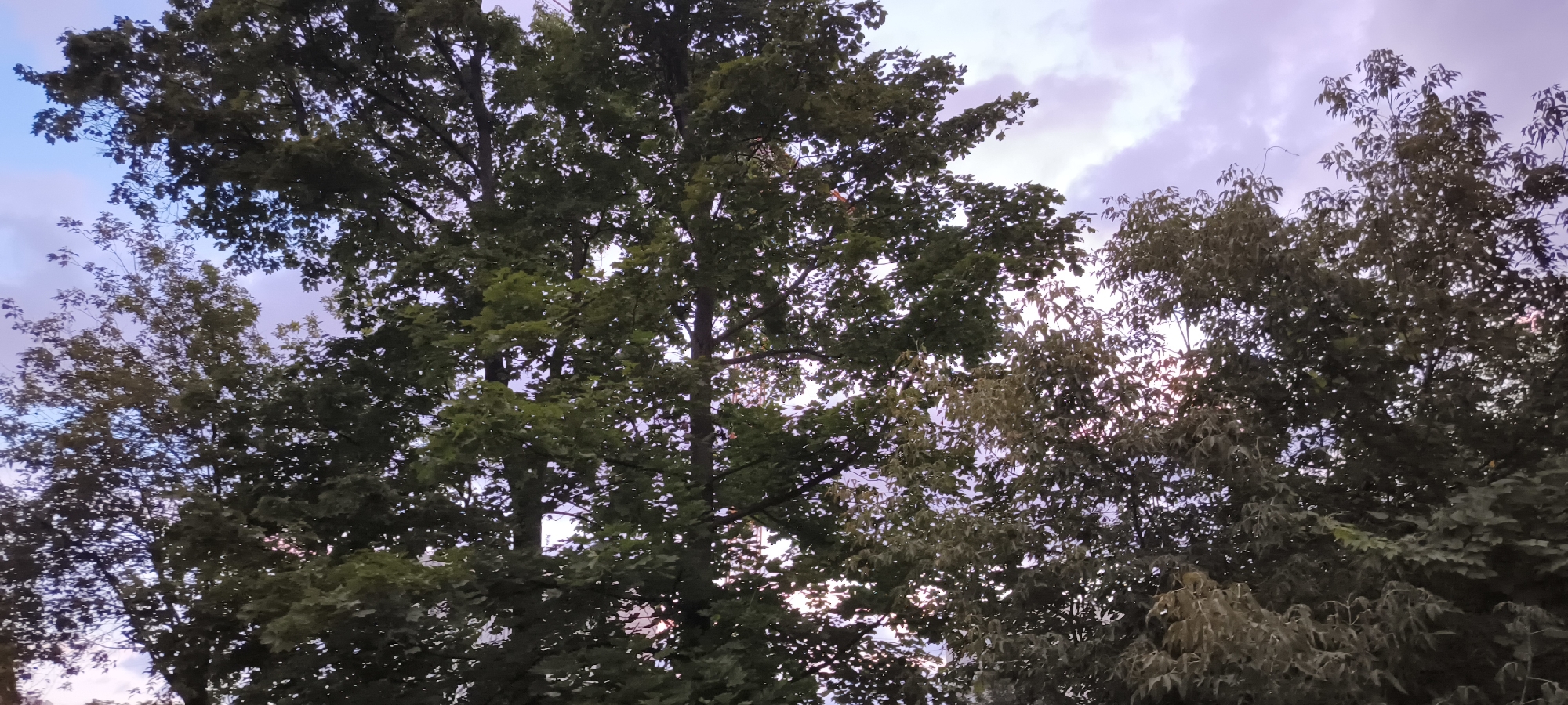 The image is a low-angle, outdoor, daytime shot of trees against a cloudy sky. The trees are dense with green leaves, and some appear to be deciduous with lighter, possibly autumn-colored foliage towards the right side of the frame. The sky is a mix of light blue and purplish-pink clouds, suggesting it might be during sunrise or sunset. No people or specific Moscow landmarks are visible.