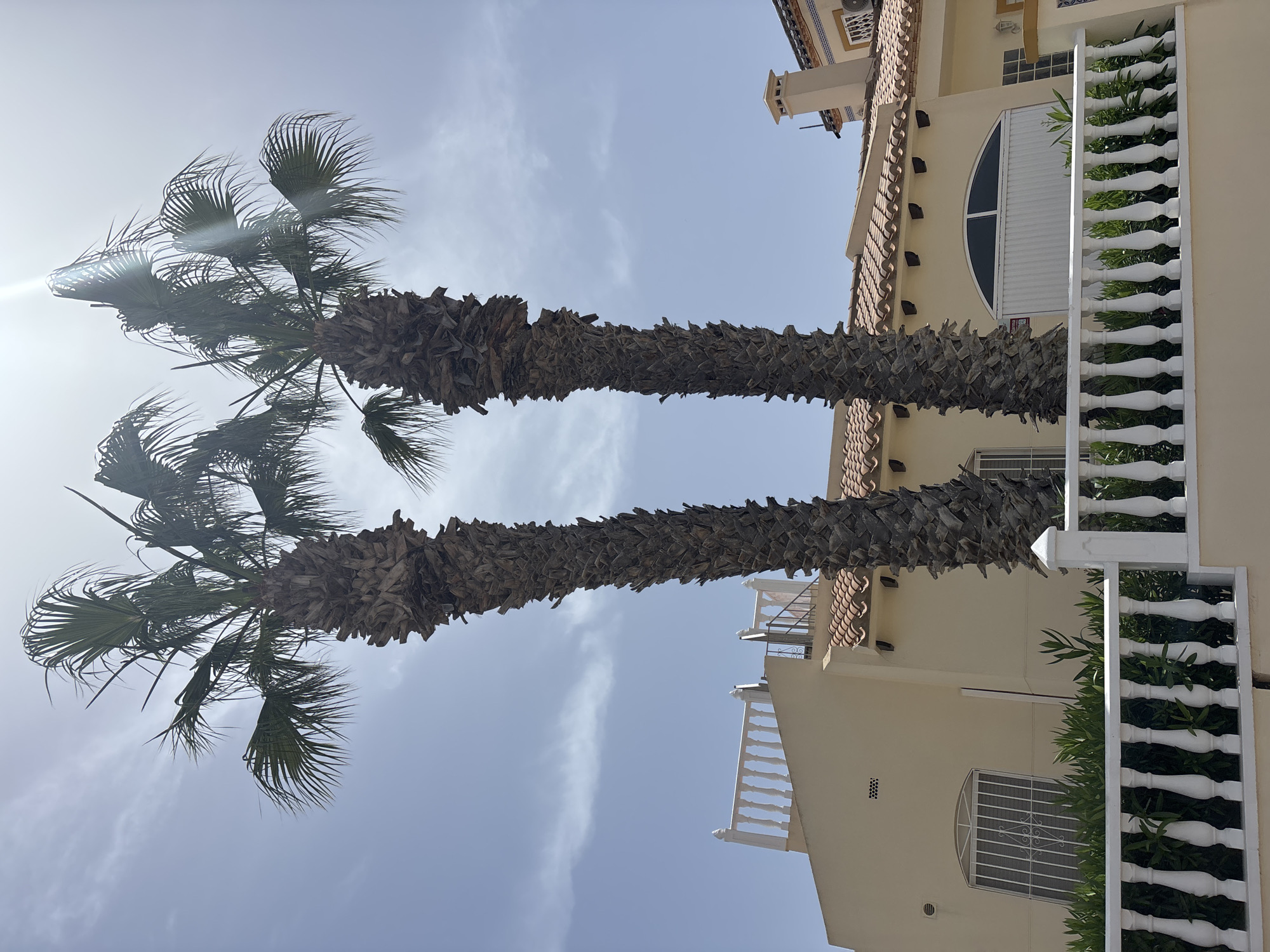 Two tall, mature palm trees with thick, fibrous trunks dominate the foreground of this outdoor, daytime shot. They are silhouetted against a bright, hazy sky with scattered white clouds. The trees stand in front of a light yellow, Spanish-style house with a red-tiled roof and a white decorative railing along a balcony or upper level. A white balustrade fence runs along the bottom of the image, separating the viewer from a dense green hedge. The architecture suggests a warm climate, and the building's style is consistent with residential properties found in coastal areas of the Valencian Community, including the city of Orihuela, Spain. There are no people visible in the image.