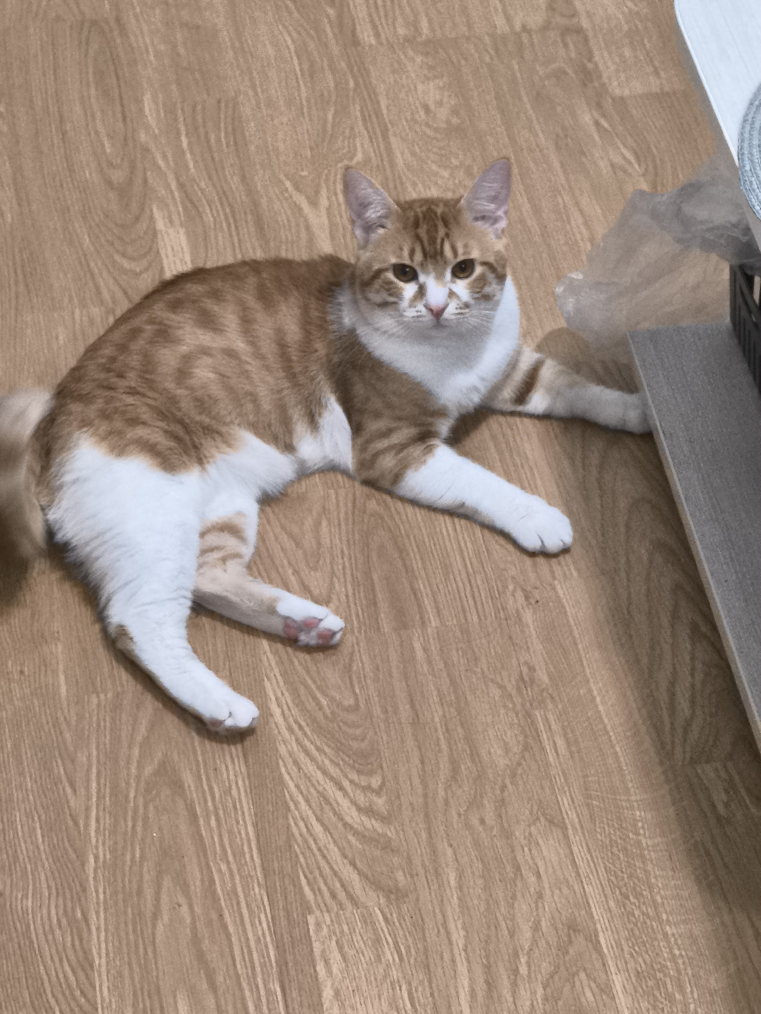 A medium-sized domestic cat lies on a wooden floor. The cat is primarily orange and white, with an orange tabby pattern on its back and sides. The lower half of its body and legs are mostly white. The cat's face is a mix of orange and white, with amber eyes. The cat is lying in a relaxed pose, with its legs extended. A grey surface is visible at the edge of the image on the right side. The background is a wooden floor with a light, natural finish. The location is unknown, and there is no indication it is Varna, Bulgaria.