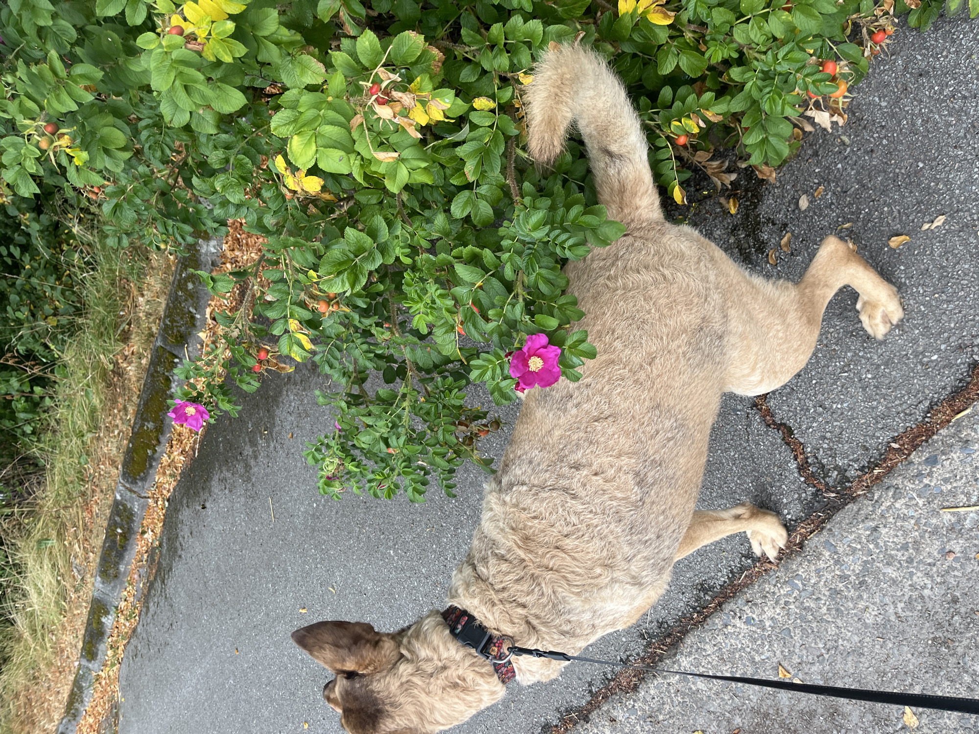 A light brown dog with a patterned collar is on a leash next to a bush with pink flowers and red berries. The dog is standing on a paved surface. The bush is to the right of the dog. There is a curb to the left of the paved surface, with dry leaves and some green vegetation behind it. The scene appears to be outdoors. There is no information available to confirm this location is in Saint Vith, Belgium.