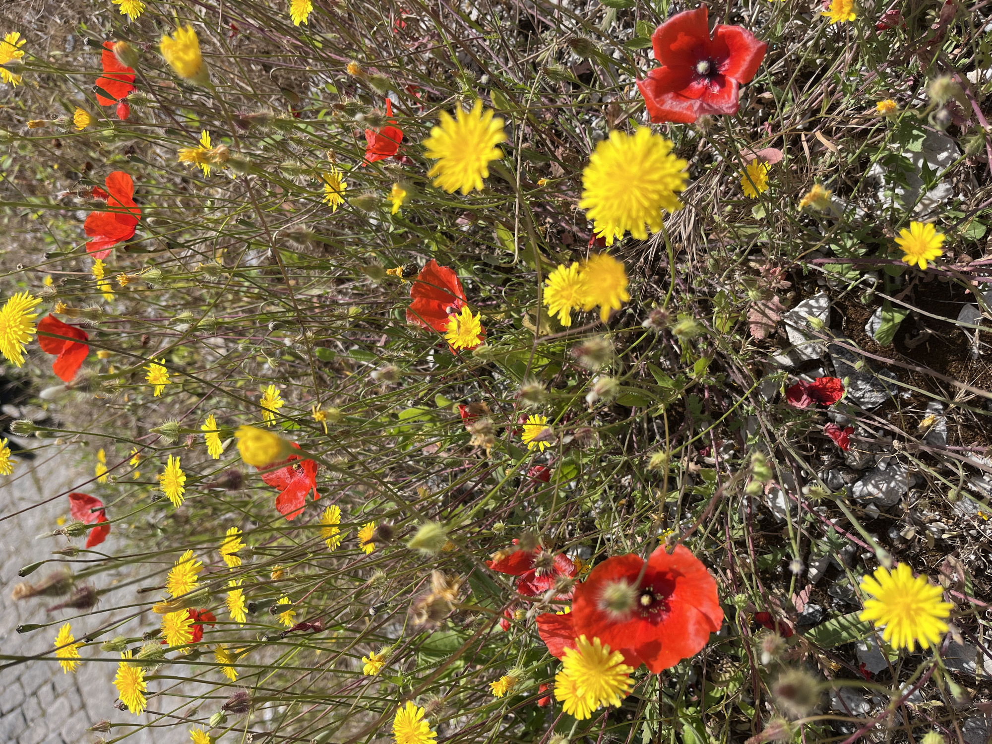 The image shows a patch of wildflowers in Alanya, Turkey. Predominantly, there are red poppies and yellow dandelion-like flowers interspersed amongst dry vegetation. Some gray stones are visible among the plants.