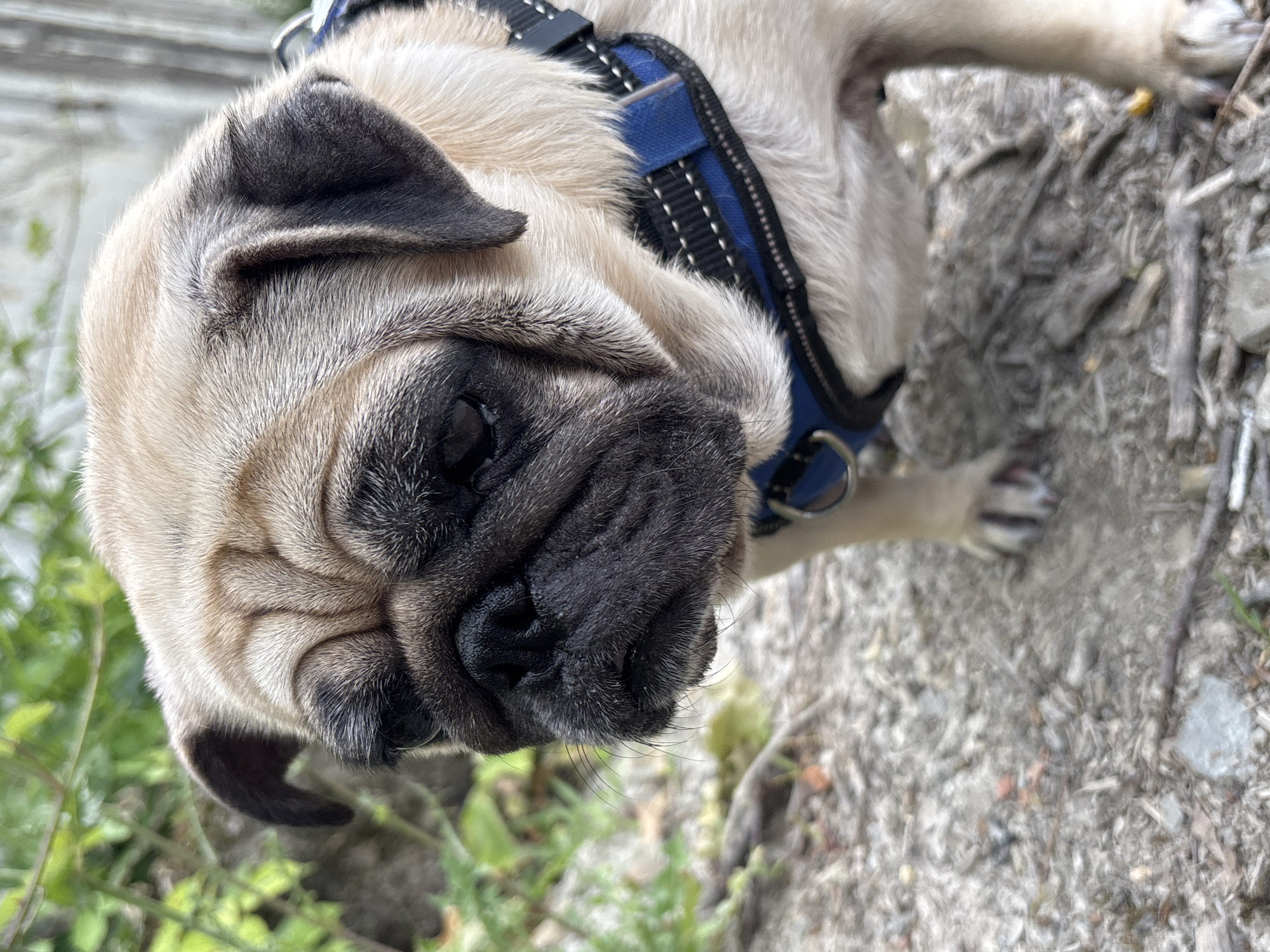 A fawn-colored pug dog is depicted in a close-up, eye-level shot. The dog is wearing a blue and black harness and is looking slightly down and to the left. Its facial wrinkles are prominent, and its dark eyes and black nose are clearly visible. The background is blurred, showing hints of green foliage and a light-colored surface that appears to be gravel or dirt, interspersed with small twigs and leaves. The lighting suggests an outdoor environment, possibly a park or a natural area. There are no people or other animals present in the image. The scene appears to be an ordinary outdoor setting in Sochi, Russia.