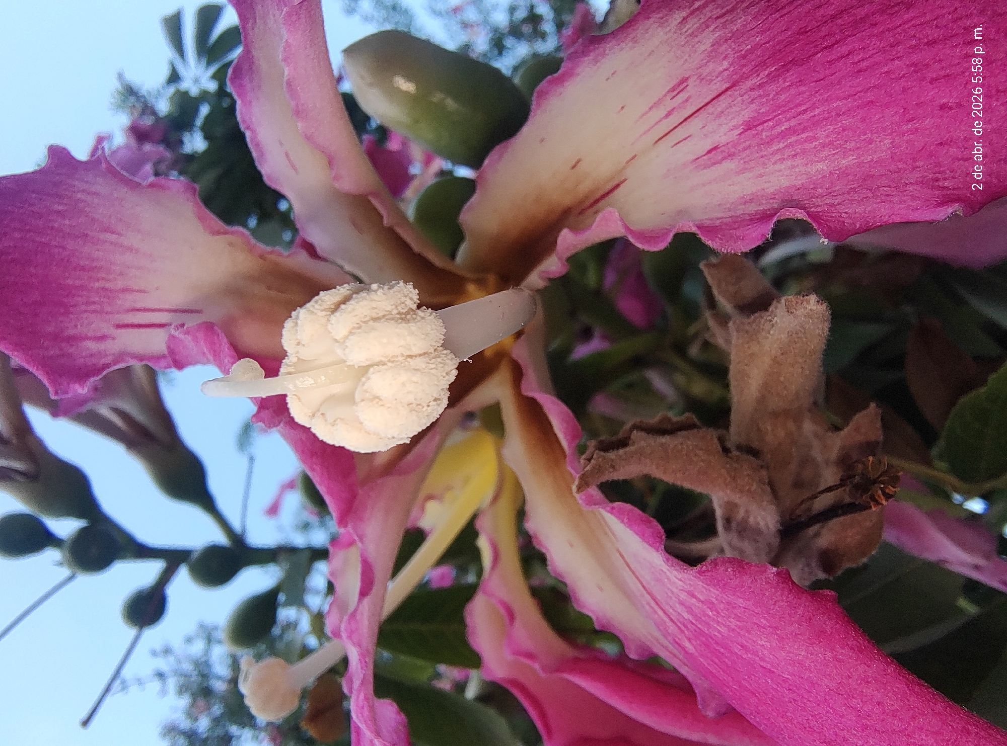 A close-up, upward-angled view focuses on the center of a pink flower. The petals are striated with a lighter shade of pink and white toward the edges. A central, off-white, knot-like structure protrudes from the flower's center. Behind the flower are green leaves and what appear to be small, green, unripe fruit. A blurred background reveals a light blue sky. The date "2 de abr. de 2026 5:58 p. m." is printed on the upper right corner. The location, Villa Domínico, Argentina, is inferred.