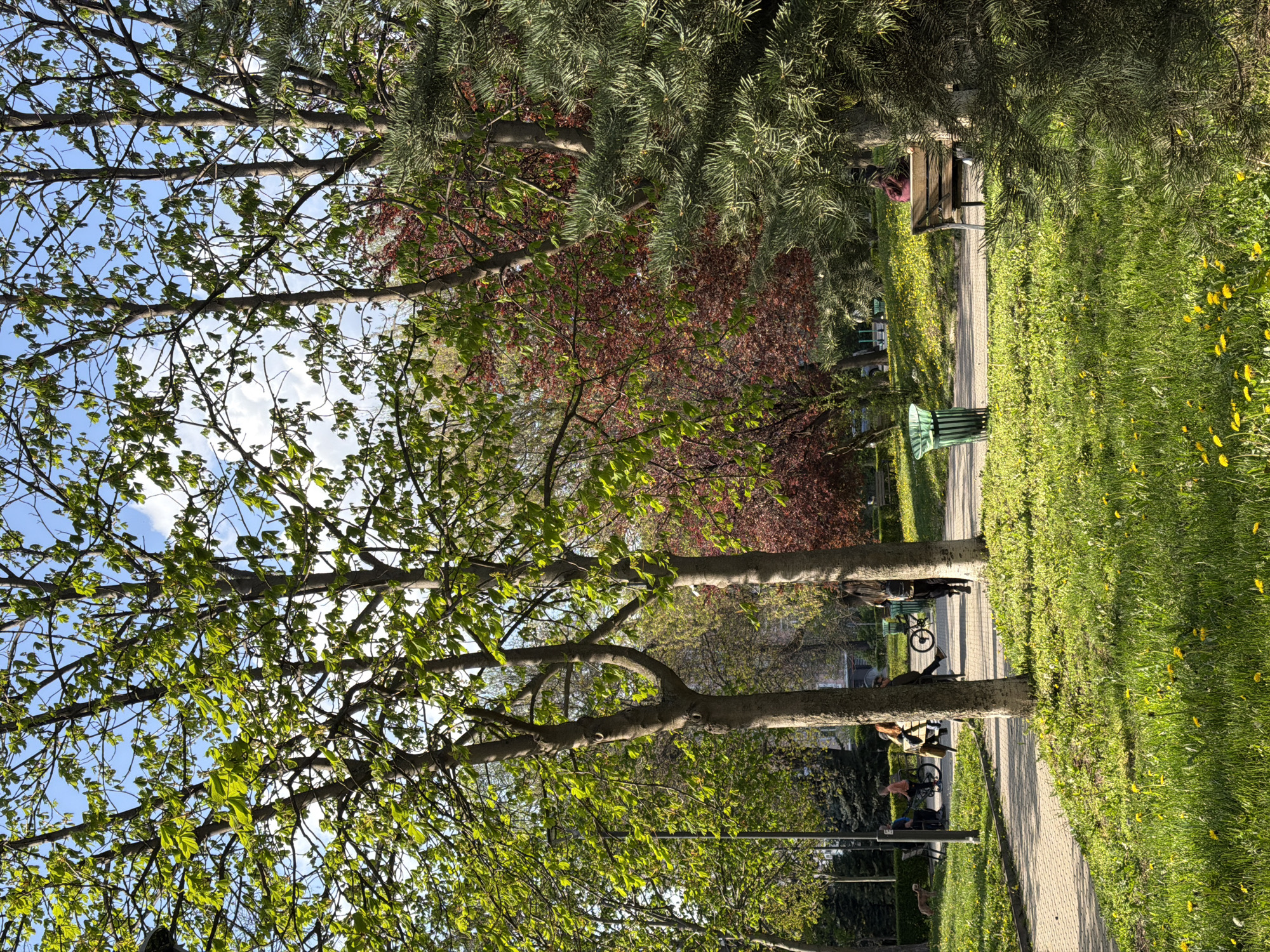 The image shows a park scene in Sofia, Bulgaria. The foreground features trees with new green leaves reaching towards a blue sky with scattered clouds. A paved pathway runs through the park, flanked by green grass dotted with yellow dandelions. Several people are visible along the pathway and on benches, some are resting and some are cycling. A green trash can stands next to the path. Behind the trees, a variety of foliage creates a layered background, including trees with red leaves and coniferous trees. The lighting suggests it is a sunny day.