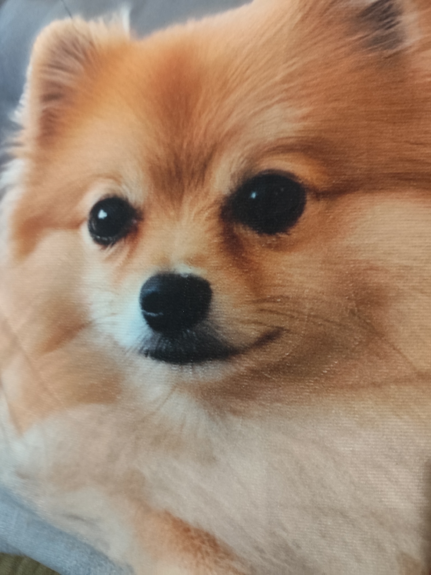 The image is a close-up, slightly blurry photograph of a Pomeranian dog's face, printed on a fabric material, possibly a pillow or blanket. The dog has light brown and cream-colored fur, with large, dark eyes and a black nose. Its mouth is slightly open, giving the appearance of a smile. The background is out of focus and appears to be a muted gray color, consistent with a fabric texture. There is no discernible information within the image to indicate a specific location in Montana, Bulgaria.