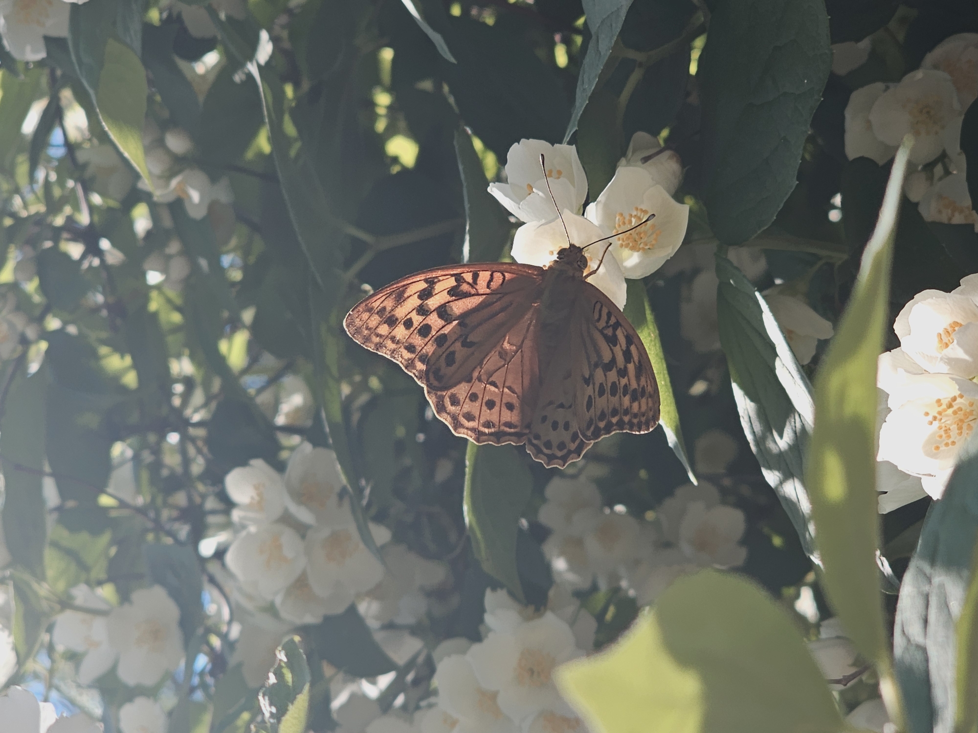 A butterfly with orange and black patterned wings rests on a white jasmine flower. The butterfly's wings are slightly open, revealing intricate markings. The flower has delicate white petals and yellow stamens. The background is filled with more jasmine flowers and lush green leaves, suggesting a garden or park setting. Sunlight filters through the foliage, creating a dappled effect and highlighting the butterfly and flowers. There are no people visible in the image. The scene is peaceful and natural, showcasing a moment of quiet beauty in nature. The specific location in Skadovsk, Ukraine is not discernible from the image itself.
