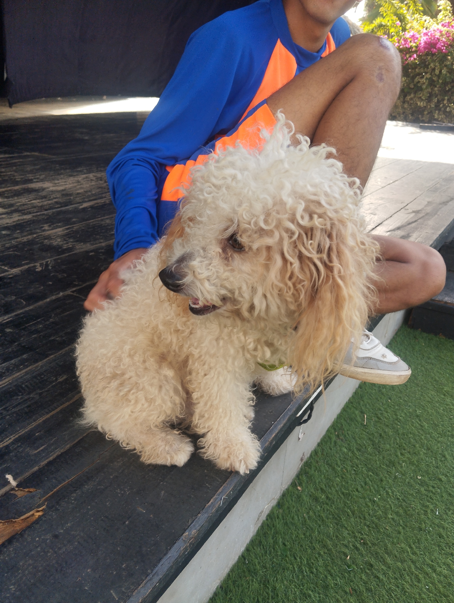 A tan-colored, small poodle-type dog with curly fur is sitting on a dark wooden platform, with its front paws resting on the edge. A person, partially visible, is seated behind the dog on the platform. The person is wearing a blue and orange shirt and has their right leg visible. Their left foot is resting on the edge of the platform, wearing a gray and white sneaker. The platform is adjacent to an area covered with artificial green turf. In the background, there's some greenery and pink flowers. The photograph appears to have been taken in daylight. The location appears to be an outdoor setting in Porlamar, Venezuela.