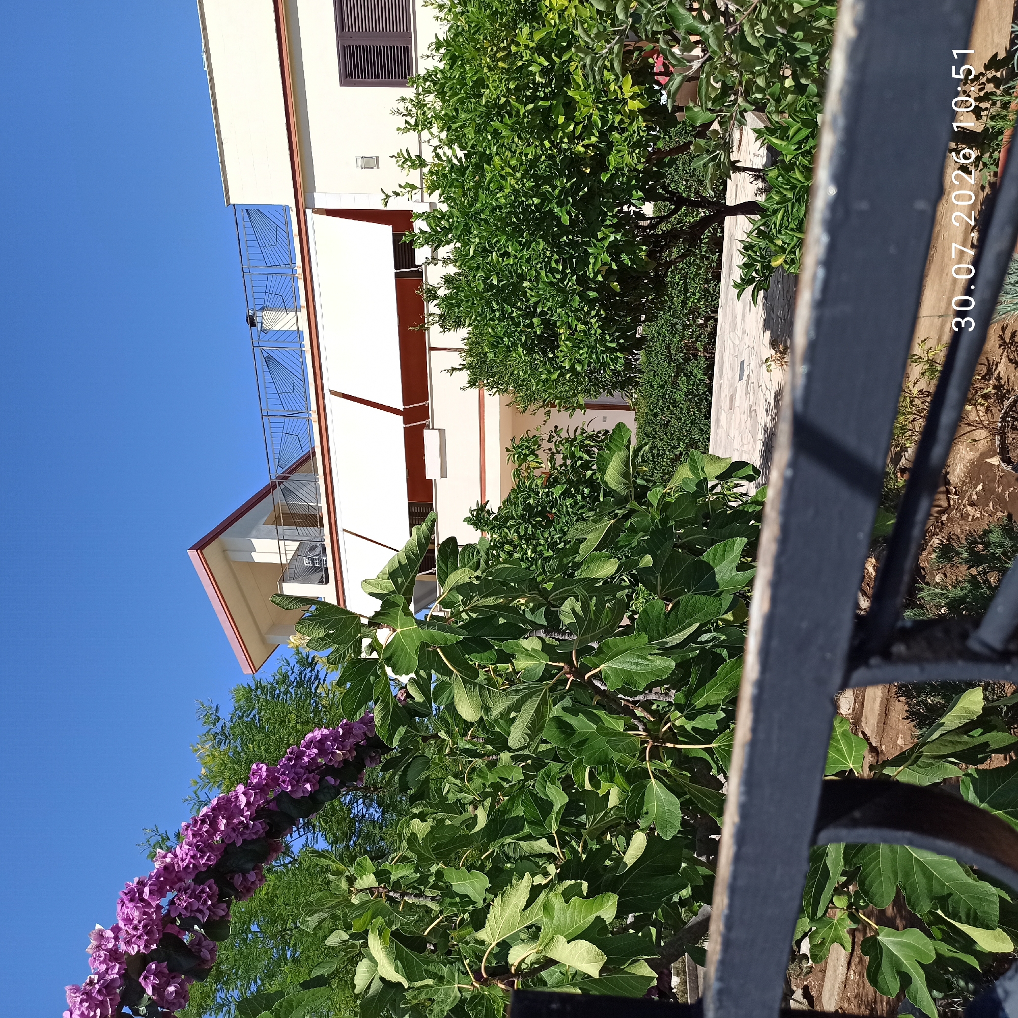 In Terlizzi, Italy, on July 30, 2026, at 10:51 AM, a residential property is captured. The foreground is dominated by a dark metal railing, partially obscuring a lush garden filled with large-leafed fig trees and smaller green shrubs. A flowering branch with clusters of purple flowers arches over the fig trees. Behind the foliage, a multi-story building with a cream-colored facade is visible. The building features white awnings extending from the upper floors, a balcony with a decorative metal railing, and a sloped roof with red trim. Adjacent to the building are green trees and shrubs. The sky is clear and blue, indicating a sunny day. The pavement in the garden area appears to be made of light-colored stones.
