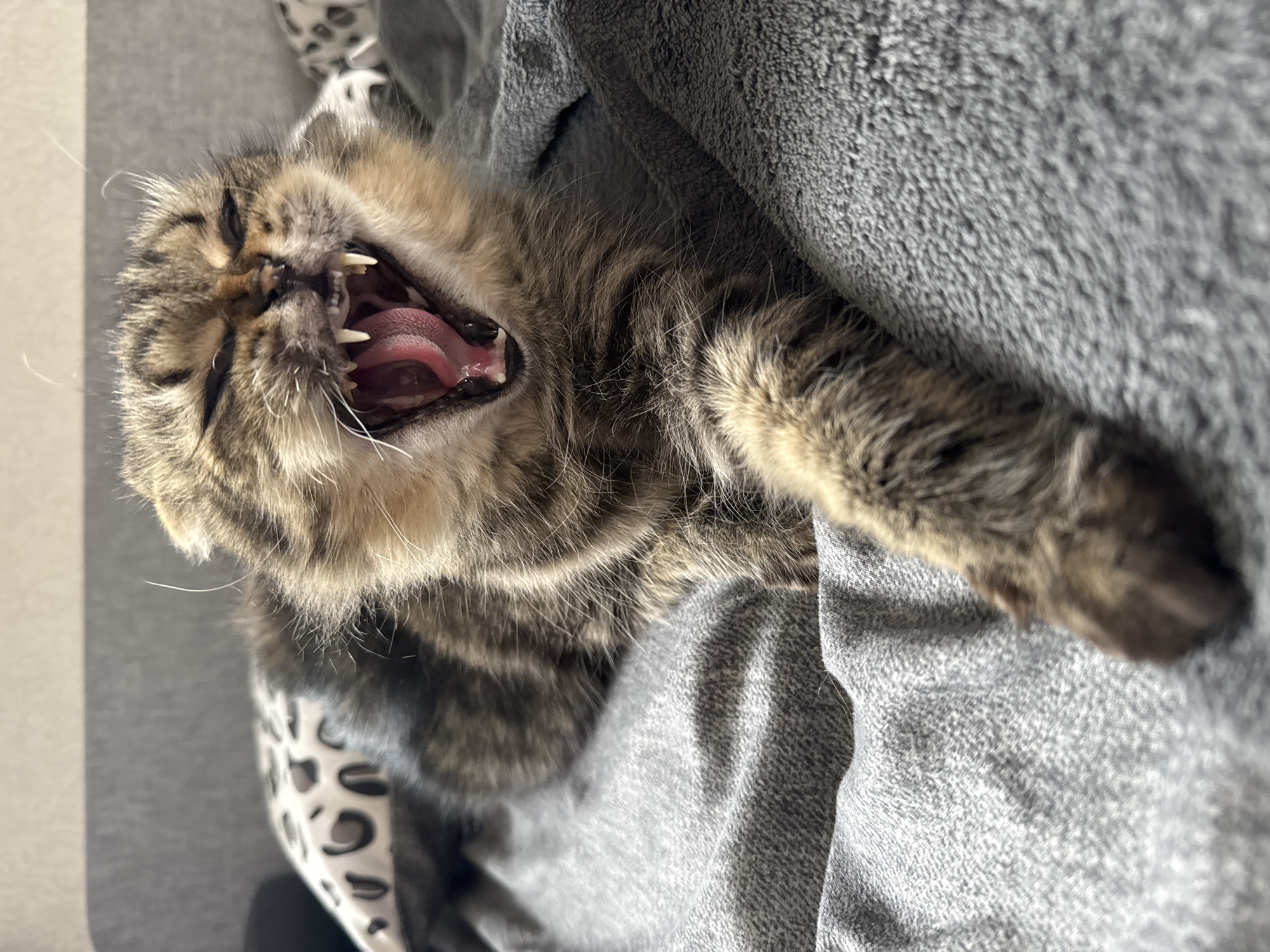 A close-up, tilted image shows a tabby cat lying on a gray blanket. The cat's mouth is wide open, revealing its teeth and pink tongue in a yawn or a possible hiss. Its eyes are closed or narrowed. A portion of a black and white patterned fabric is visible to the left of the cat's head. The location is Ждановіцкі сельскі Савет, Belarus, based on image context.