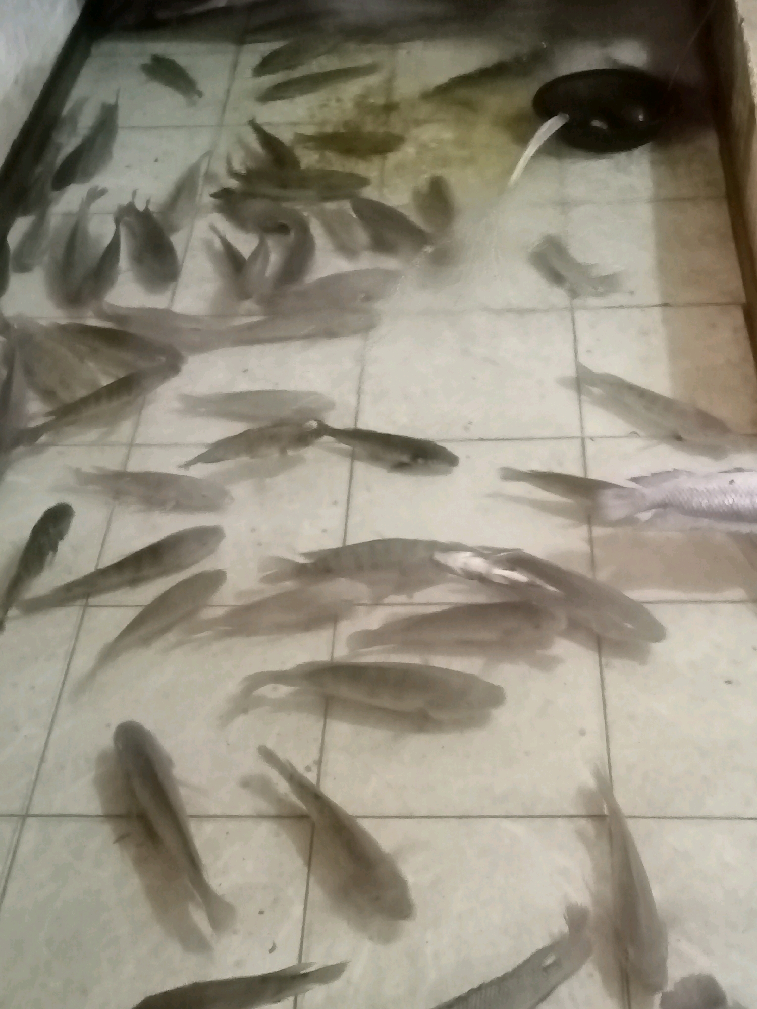 The image depicts a shallow, tiled pool containing numerous fish. The water is murky, making it difficult to discern specific details about the fish, but their general shapes and sizes are visible. Some of the fish appear to be swimming, while others are schooling. A black, round object, possibly an aeration device or a filter, is partially submerged in the water in the upper right portion of the image, with a white tube extending from it. The tiled floor of the pool is visible beneath the water. The scene is consistent with an aquaculture or fish farming environment, possibly located in Cirebon, Indonesia, where such practices are common.