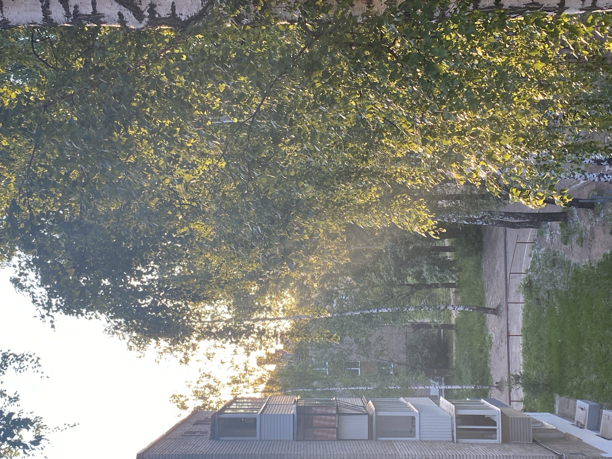 The image depicts a close-up view of birch trees with their leaves illuminated by the setting sun, casting a golden glow. In the foreground, a portion of a multi-story brick apartment building is visible on the left, featuring a closed balcony with glass panels. Beyond the trees, other apartment buildings with visible windows can be seen in the background. The scene appears to be an urban courtyard with patches of grass and a paved area with a red railing. The overall impression is a peaceful, sun-drenched urban landscape. The image was captured on June 25, 2023, at 7:02 PM in Chaikovsky, Russia.