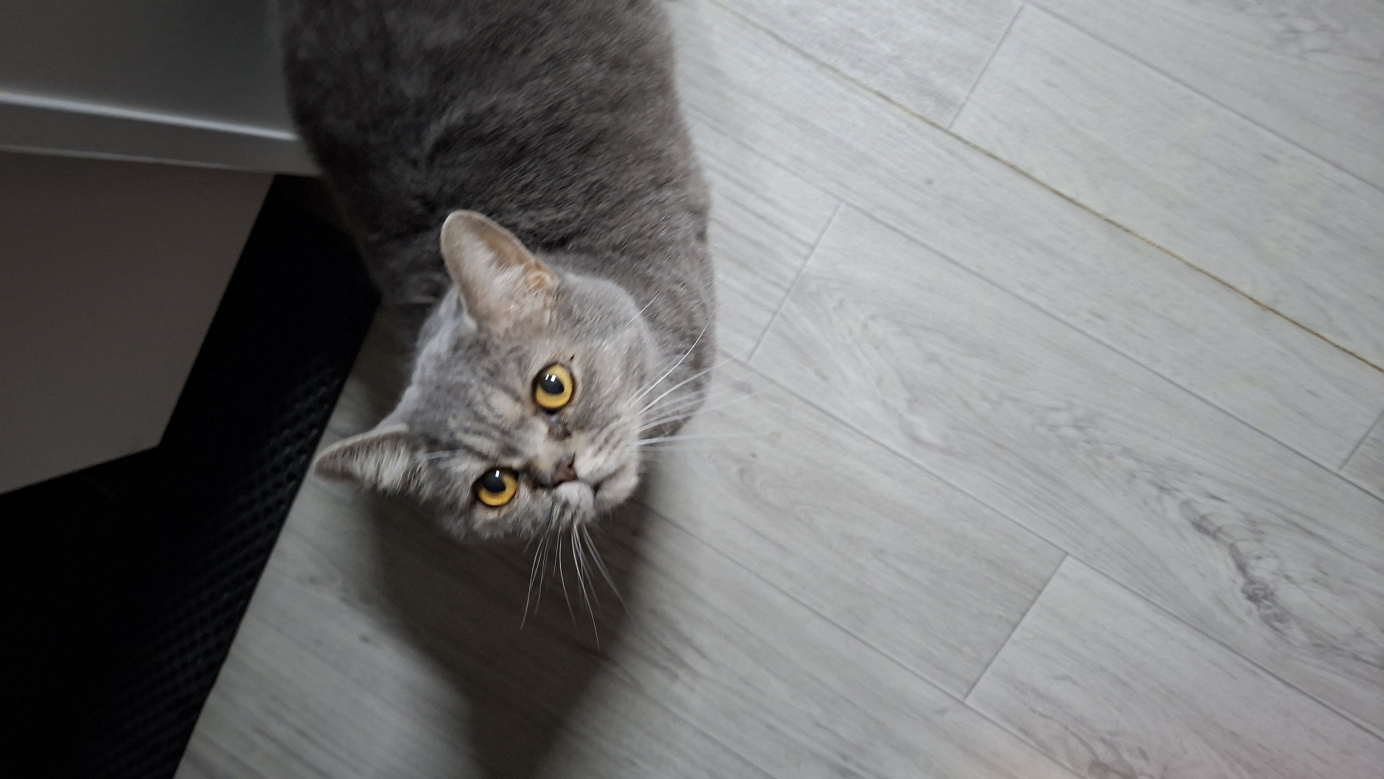A British Shorthair cat with grey tabby markings and yellow eyes is sitting on a light-colored wooden floor. The cat is looking upwards and to the left. The background is dark and out of focus, suggesting it is a room. The lighting is natural and coming from the left. The image was taken from a high angle. There are no people or any indications of the city of Chaikovsky, Russia.