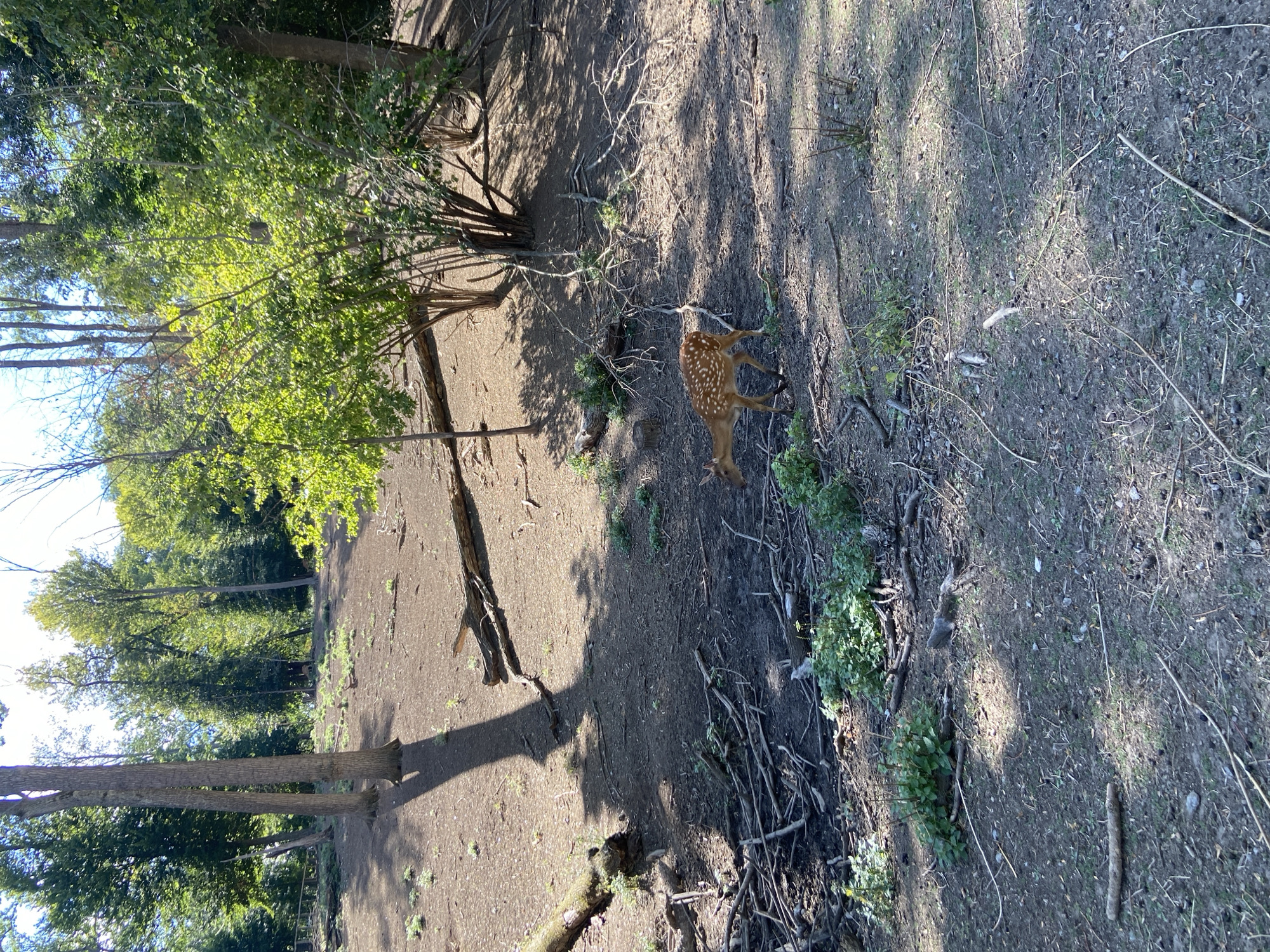 A fawn with white spots walks across a dusty, wooded area. The fawn is facing left, and its head is lowered. The ground is covered with dirt, leaves, and fallen branches. Tall trees with green leaves surround the area, and sunlight filters through the canopy. The scene appears to be a natural habitat, possibly a park or a nature reserve. The fawn is the sole subject in the image.