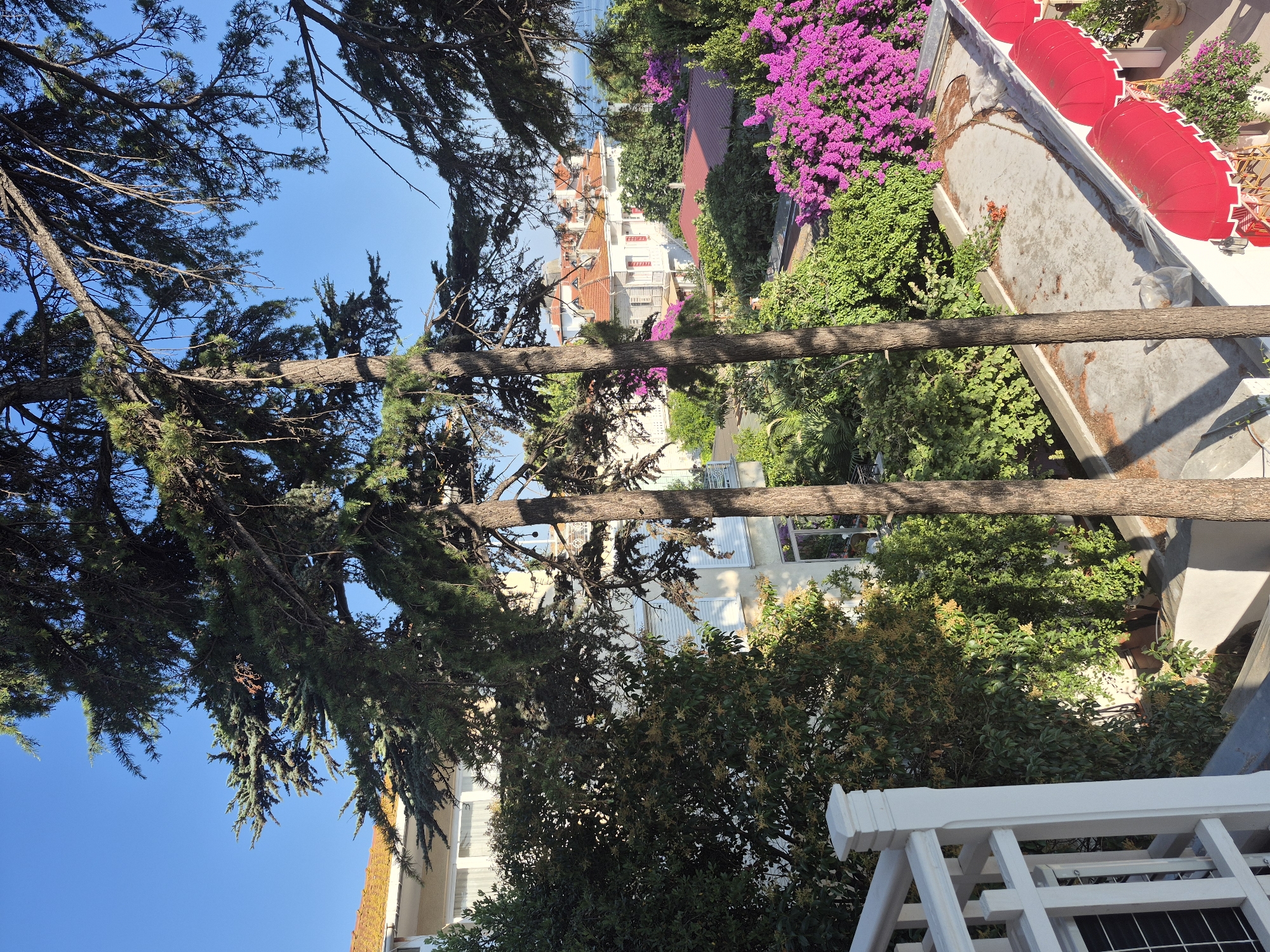 This is an outdoor, eye-level shot of a vibrant residential area on the Prince Islands in Turkey. The foreground features a white railing, partially obscuring a window unit. Two tall, slender trees with dense green foliage dominate the center of the frame. Behind the trees, a cluster of buildings with orange tiled roofs are visible. Lush green trees and bushes, interspersed with vibrant purple bougainvillea, surround the buildings. In the bottom right corner, a rooftop patio is equipped with red awnings and outdoor seating. The clear blue sky suggests a sunny day.