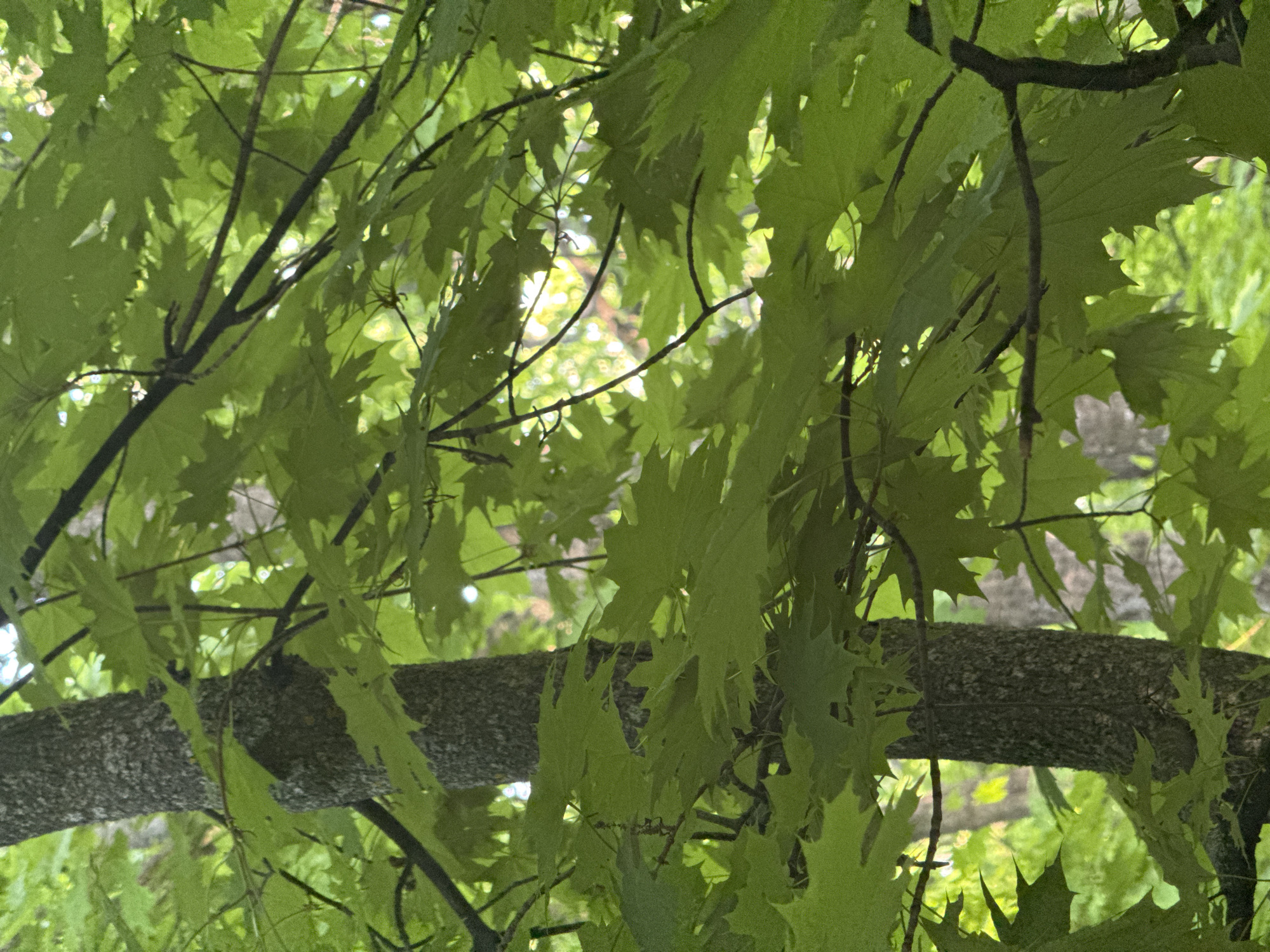 The image shows a close-up view looking up into a tree. The tree has green leaves with jagged edges. A large, gray-barked branch extends horizontally across the lower portion of the image. Behind the leaves and branches, there is dappled light and a blurred view of other trees. There is no specific information to confirm that this scene is in Усть-Курдюм, Russia.