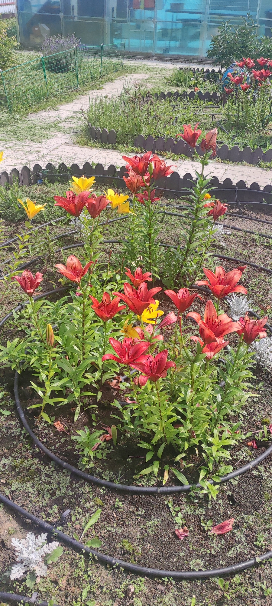In Filippovskoe, Russia, a circular garden bed is densely populated with red and yellow lilies. The lilies are in various stages of bloom, with some fully open and others still in bud. Their tall green stems are visible, and some fallen petals are scattered on the dark soil. A black irrigation hose encircles the flower bed, suggesting it is being watered. In the background, a path made of light-colored paving stones winds through the garden, bordered by a low, dark-brown picket fence. Beyond the fence, more greenery and a partially visible greenhouse with blue, reflective panels are present. The scene is bathed in bright daylight.