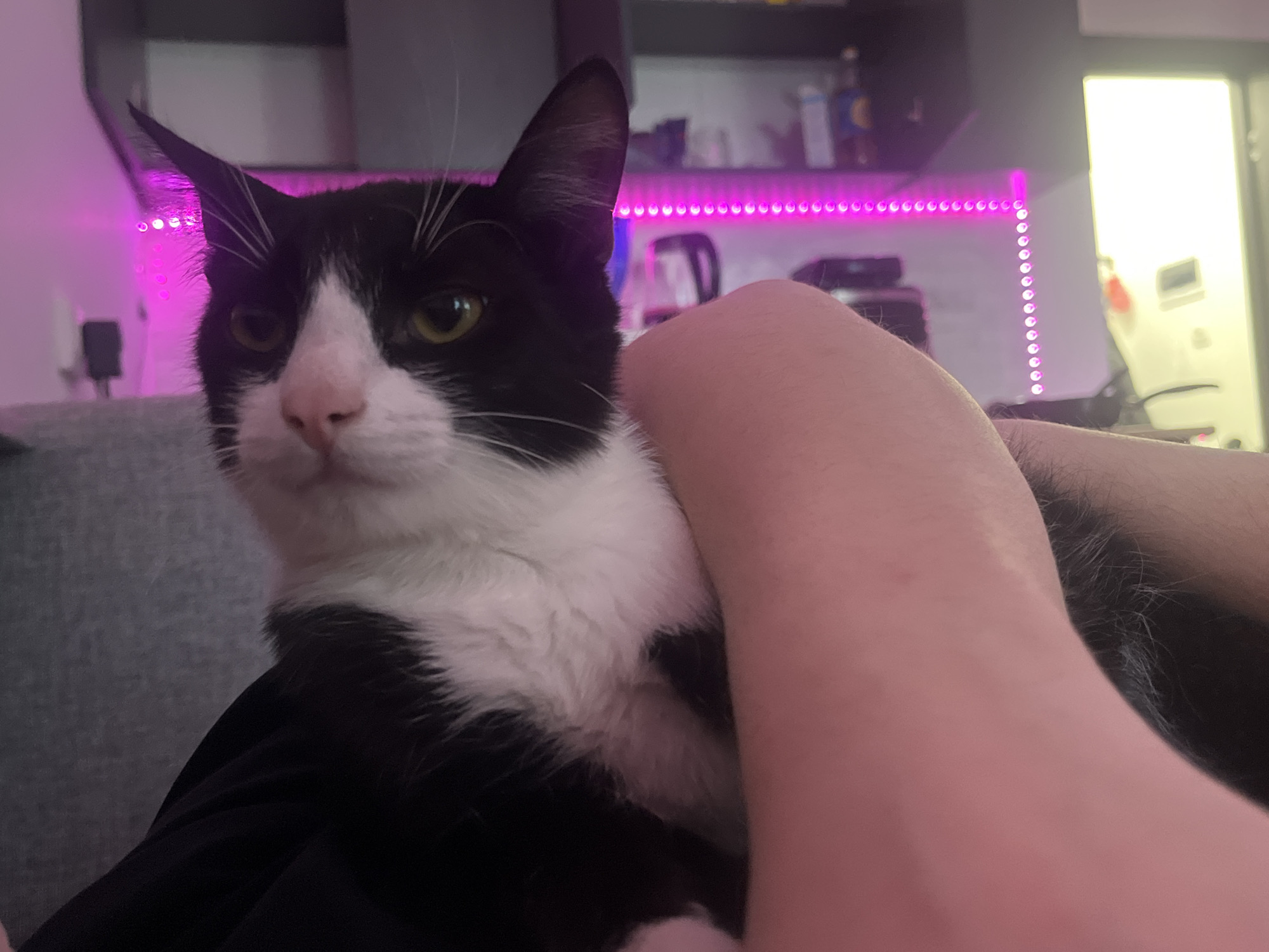 A medium shot shows a black and white cat perched in a person's lap. The cat's head is turned slightly to the left, and its green eyes are visible. The person's arm is draped over the cat's body. The background includes a gray couch, a shelf with items on it, and a pink LED light strip. The location is not discernible as Saint Petersburg, Russia, from this image.