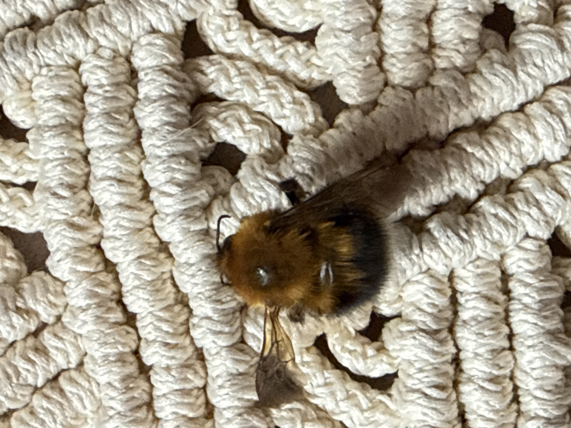 The image captures a detailed, overhead view of a bumblebee resting on a white, intricately textured surface. The bumblebee, appearing to be deceased or in a deep state of rest, exhibits a prominent, dense fur coat. Its head and thorax are covered in warm orange-brown fur, which transitions distinctly to black fur on its abdomen. Small, reflective eyes are visible on its head. Its delicate, translucent wings are folded along its back, and its legs are largely concealed beneath its body.
The background is a woven or knotted textile, possibly a macrame or crochet piece, composed of thick, off-white strands. These strands form a repetitive, three-dimensional pattern of intertwining loops and knots, creating a robust, tactile surface. The individual threads appear chunky and substantial, suggesting a material like cotton. The lighting is diffused, highlighting the textures of both the bee's fur and the fabric, and casting soft shadows that emphasize depth.
No discernable activity is occurring in the frame, and there is no visible text. The setting appears to be indoors or in a controlled environment given the nature of the textile background. While the location context of Tyulyuk, Russia is provided, no visual elements within the image directly suggest this specific geographical location. The focus is on the intricate details of the insect and its fibrous resting place.