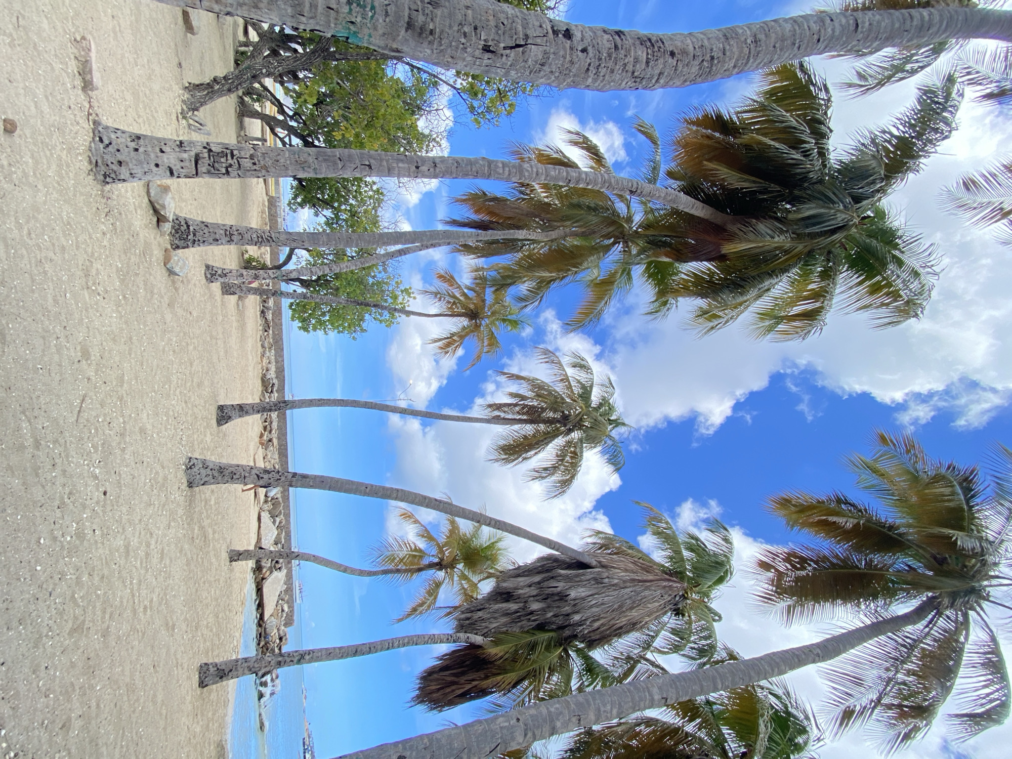 The image depicts a scene on a beach with numerous palm trees. The location is near Juan Griego, Venezuela, as it is close to the coastline. The view is taken from a low angle, looking upwards through the trunks and fronds of the trees towards a blue sky dotted with white clouds. A sandy beach stretches along the left side of the frame, meeting the water's edge. The trunks of the palm trees are predominantly gray and brown, and some have small rocks or stones at their base. In the background, some greenery is visible, possibly other trees. The overall impression is a tropical beach setting on a sunny day.
