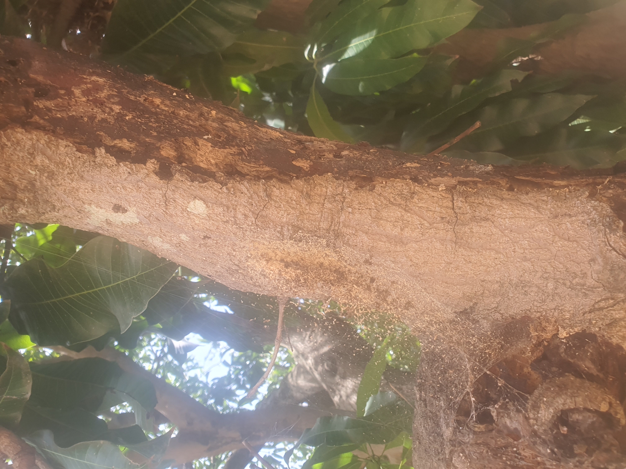 The media file shows a close-up, low-angle shot of a rough tree trunk, likely a mango tree, with a dense canopy of green leaves visible above and behind it. The trunk is textured with a mix of light brown, rough bark and darker, smoother sections, possibly indicating age or damage. In some areas, there are visible signs of damage or decay on the bark, with small holes and chipped away sections.
A notable detail is the presence of fine, intricate spiderwebs stretched across parts of the trunk, some of which have captured small specks of debris, possibly dust or insect fragments. The lighting suggests it is daytime, with sunlight filtering through the leaves, creating highlights and dappled shadows on the trunk and foliage. The overall impression is of a natural, outdoor scene, likely in a rural or suburban environment in Jos, Nigeria, given the provided context. There is no text visible in the image.