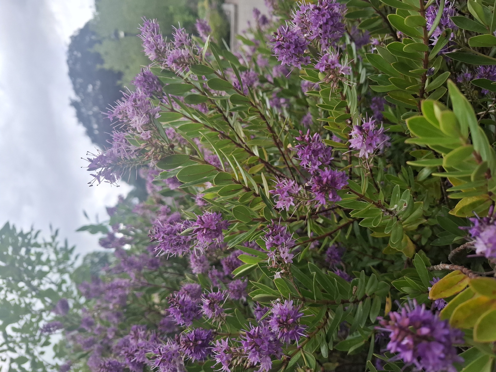A close-up, eye-level shot captures a dense shrub adorned with numerous small, spiky purple flowers and glossy green leaves. The flowers are clustered together, forming inflorescences. The shrub is lush, with some leaves appearing slightly yellowed or dried. In the background, blurred trees and a cloudy sky are visible. The scene suggests an outdoor setting, possibly a garden or park within Richmond, United Kingdom, indicated by the presence of manicured greenery and a pathway or paved area faintly visible behind the foliage. There are no people or animals in the frame. The lighting is soft, consistent with an overcast day.
