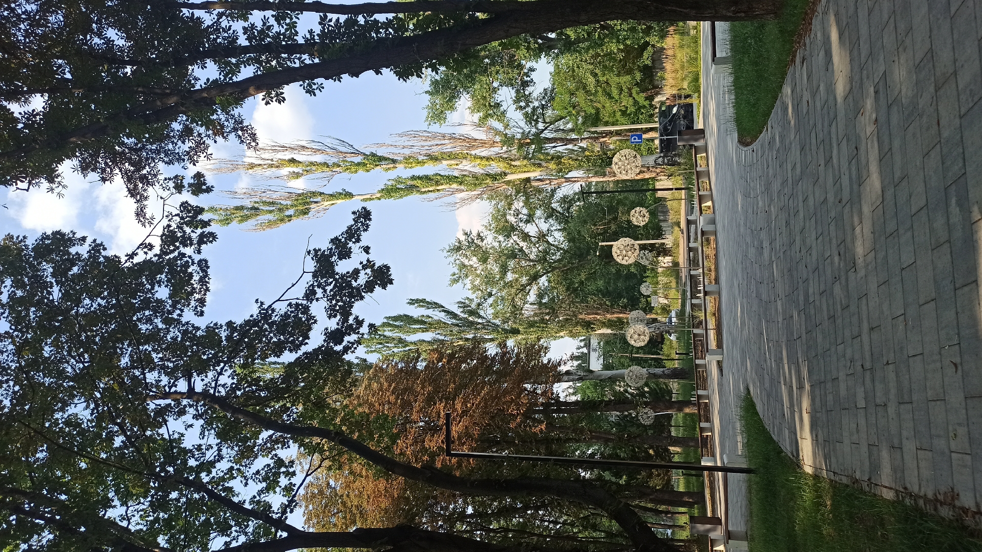 The image depicts a paved pathway curving through a park-like setting. Tall, slender trees with sparse foliage dominate the background, contrasting with the denser canopy of broader-leafed trees framing the scene. The pathway is constructed of gray rectangular pavers, and to the sides, patches of green grass are visible. Along the pathway, several benches with concrete bases and wooden seats are arranged, some with trash receptacles nearby. In the mid-ground, several decorative spherical sculptures on thin poles, resembling dandelions, are placed. A streetlamp stands on the left side of the pathway. Beyond the park elements, a road is visible with a parked dark-colored car and a blue parking sign. The sky above is blue with scattered white clouds. The overall impression is that of a well-maintained urban park or public space on a clear day.