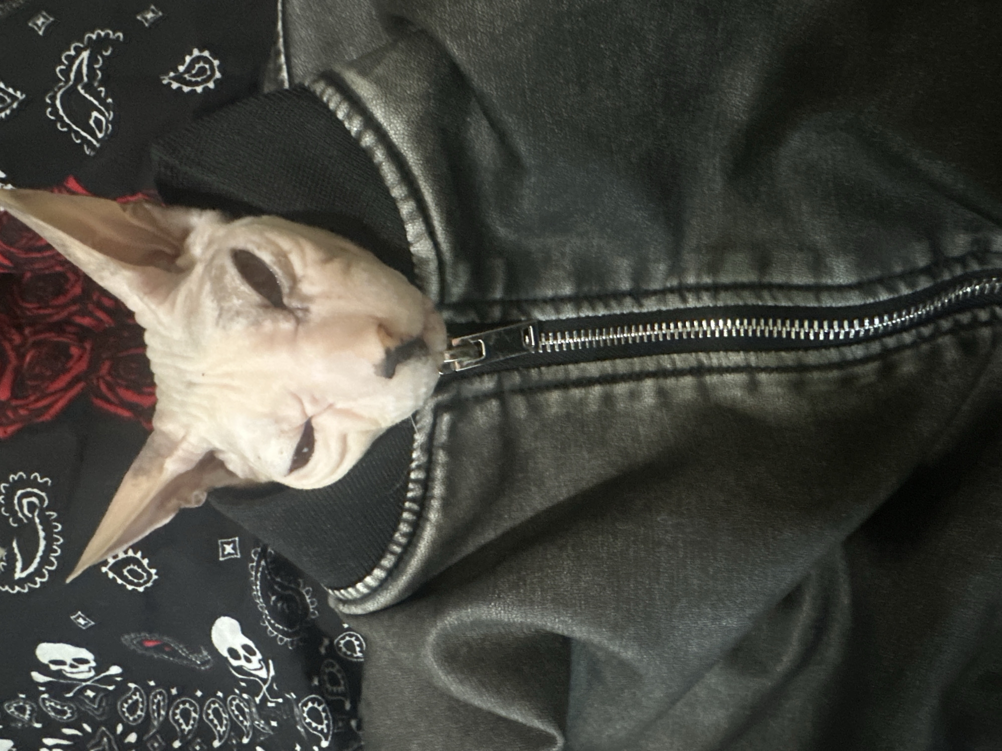 The image shows a close-up of a hairless cat, likely a Sphynx, nestled inside the collar of a dark, possibly faux leather, jacket. The jacket has a prominent silver zipper running down the front, which is partially zipped. The cat's head emerges from the jacket, with its large ears pointed upwards. The cat's skin is wrinkled and pinkish-white. Behind the cat and jacket, there is a black fabric with a paisley and skull pattern in white, and some red fabric, possibly a rose pattern. The overall impression is of a stylized portrait with a touch of gothic aesthetic. The image does not contain any information to suggest a location in Togliatti, Russia.