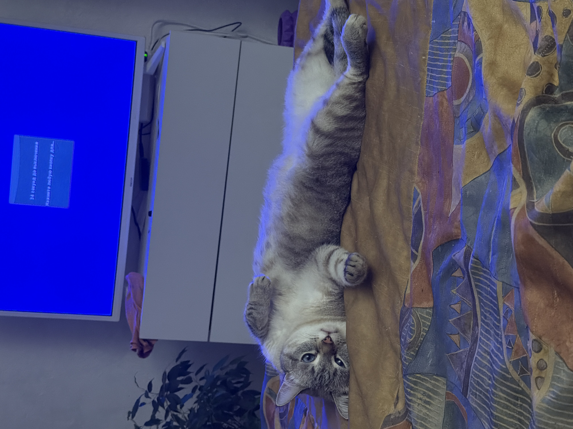 A domestic cat lies on its back on a patterned blanket. The cat is a light grey tabby with white fur on its belly and paws. Its eyes are blue. Behind the cat is a white cabinet and a blue television screen. A potted plant is visible in the lower left corner. The location is potentially Perm, Russia, based on text visible on the television screen.