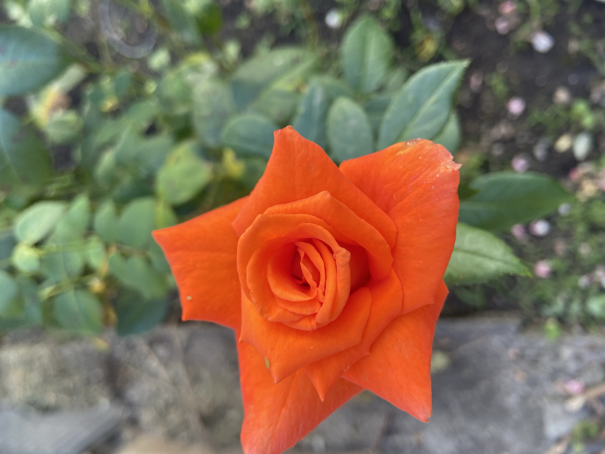 The image is a close-up, vertical shot of a vibrant orange rose. The rose is in full bloom, with its petals tightly furled in the center and opening outwards. The texture of the petals appears smooth, with a few water droplets visible on their surface, suggesting it may have recently rained or been watered.
The background is a soft blur of green foliage, indicating the rose is part of a garden or shrub. To the left of the rose, a rough, gray, textured surface is visible, possibly a stone or concrete object, out of focus. The lighting suggests it is daytime, with soft, natural light illuminating the rose.
There are no people or animals present in the image. The scene is peaceful and natural. The location of Stavropol, Russia, is not discernible from the visual information provided in the image itself.