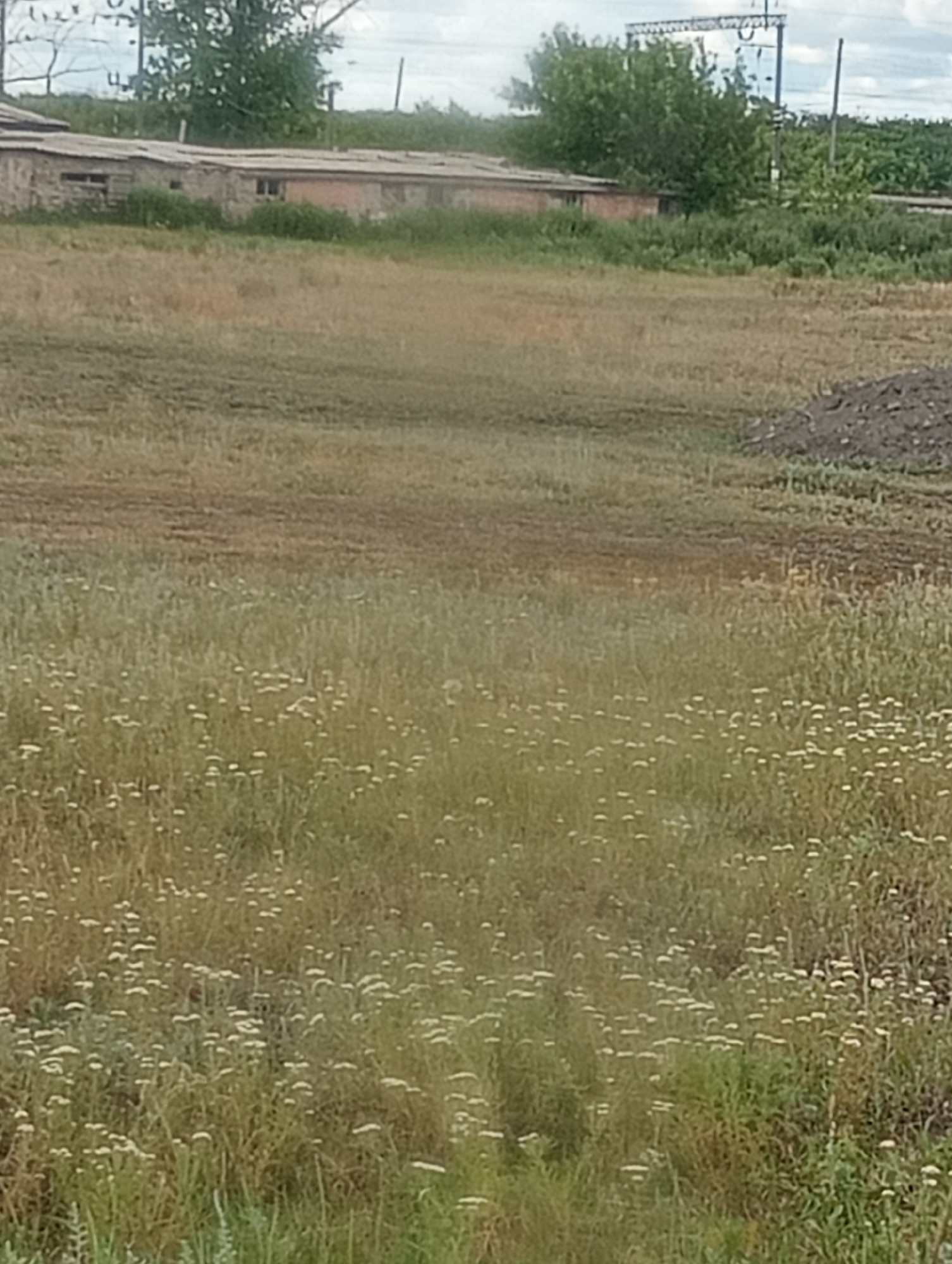 The image depicts an outdoor scene with a long, low-lying building in the background, constructed from concrete blocks and partially covered by a weathered roof. The building has several window openings. In front of the building, a field of dry, golden-brown grass stretches forward, dotted with numerous small white flowers. Further into the foreground, the field transitions to a greener, more densely vegetated area, also featuring white wildflowers. To the right of the frame, a mound of dark, loose soil is visible. Behind the building and to the left, a cluster of trees and foliage can be seen, along with industrial structures including electrical pylons and wires. The sky above is overcast with clouds.
