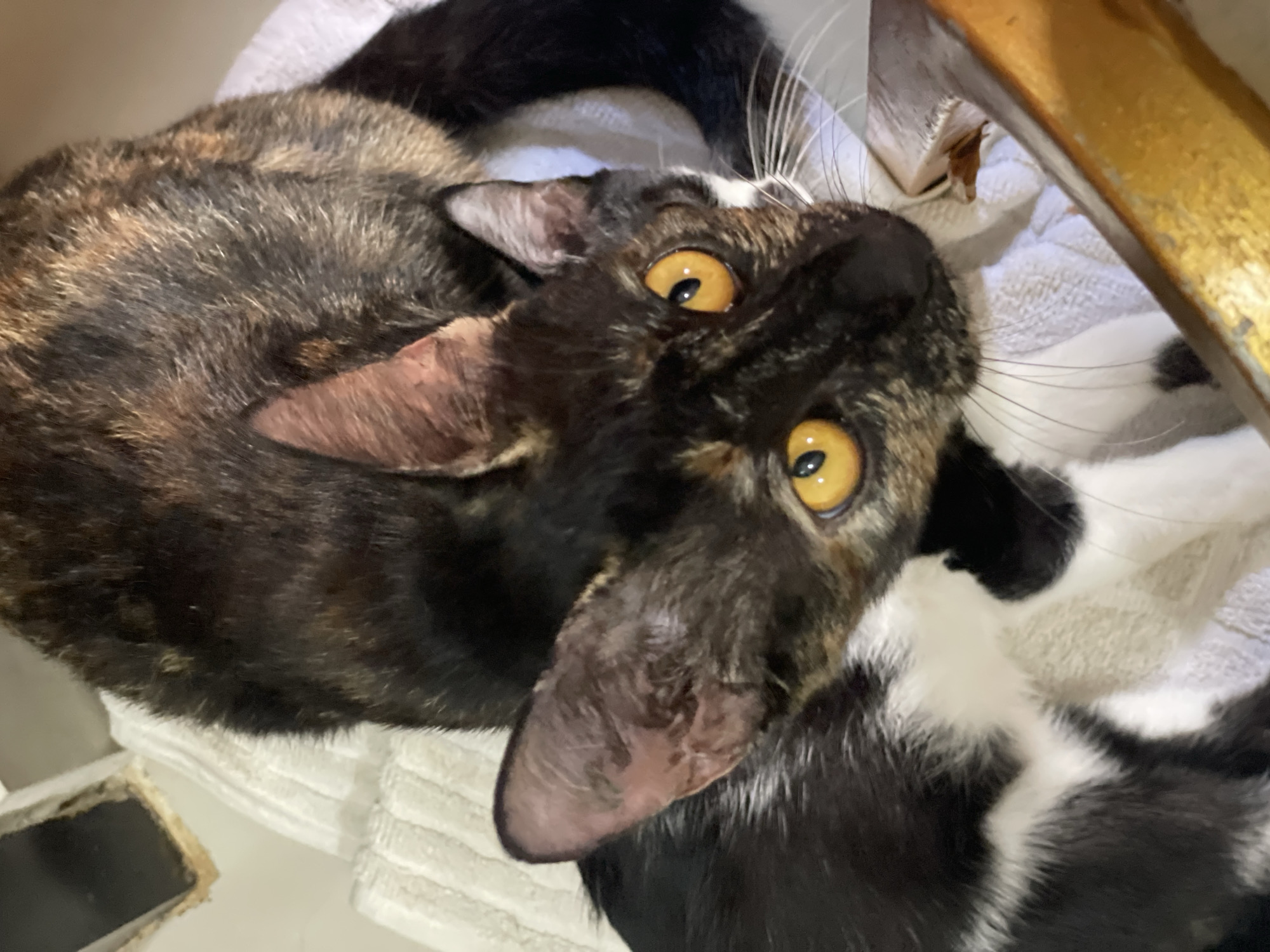 Two cats, one with tortoiseshell coloring and the other with black and white markings, are positioned on a white textured surface. The tortoiseshell cat is in the foreground, facing the camera with its head tilted upwards, revealing bright yellow eyes. Its fur displays a mix of black, brown, and orange patches. The black and white cat is partially visible beneath the tortoiseshell cat, with its black and white fur pattern clearly distinguishable. The cats appear to be indoors, in what might be a domestic setting. The background includes a white wall with a dark rectangular opening and the corner of a golden-colored object, possibly furniture. The scene is lit by artificial light, casting soft shadows. The image was taken at an elevated angle, looking down at the cats. The location is specified as Denpasar, Indonesia.