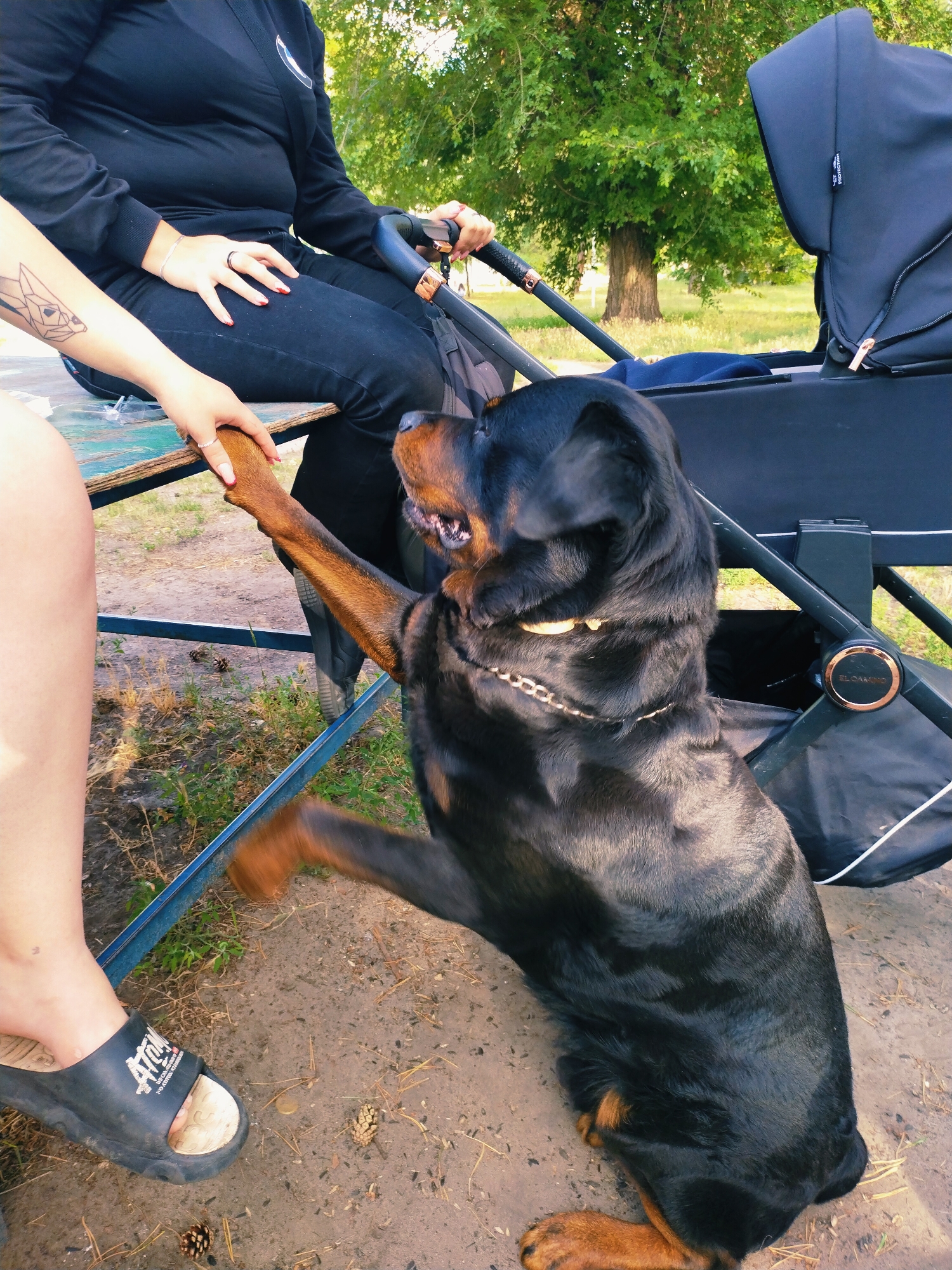 In Horishni Plavni, Ukraine, a Rottweiler dog is interacting with a person. The dog, with its black and tan coat, is sitting up and offering its paw to a person whose legs and arm are visible. The person's arm is adorned with a geometric tattoo. The individual is wearing black pants and a black sweatshirt. Another person, partially visible, is seated next to them, also in black clothing, with hands resting on their lap and holding onto a stroller. The stroller, predominantly black, is positioned behind them. The setting appears to be outdoors, with a dirt ground covered in dry grass and pinecones, and trees with lush green foliage in the background, suggesting a park or natural area within the city. The interaction is focused on the dog's paw being held by the person.