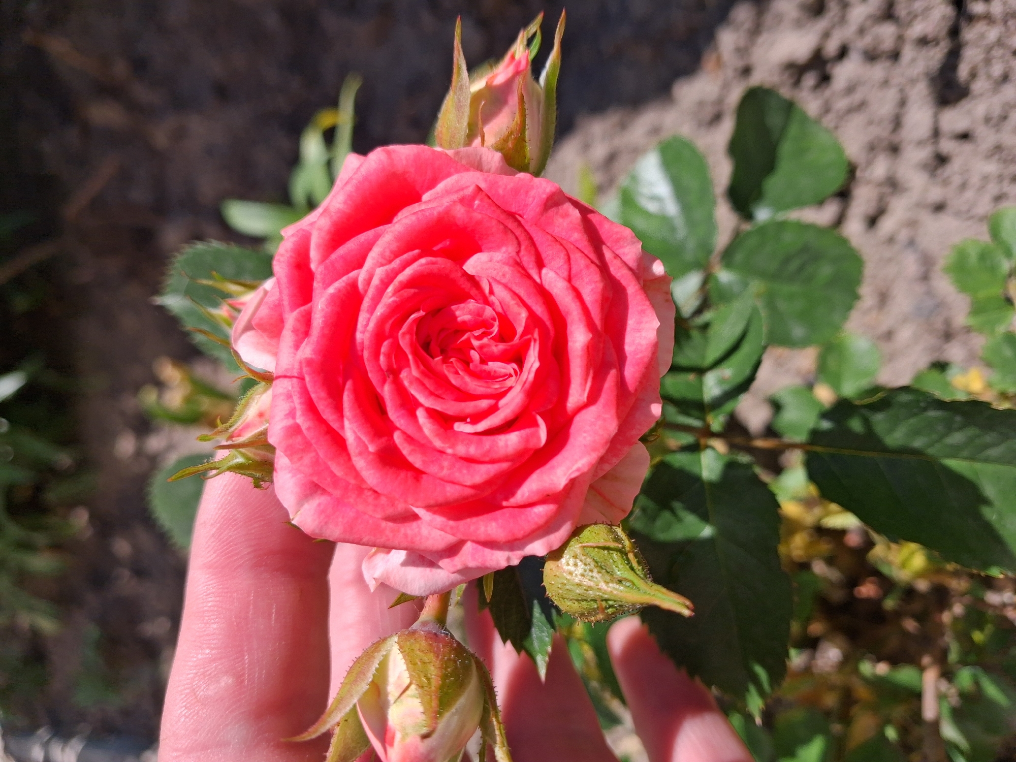 A close-up, eye-level shot captures a vibrant pink rose in bloom, held gently by a person's hand. The rose, the central focus, displays tightly packed petals forming a classic spiral pattern. Several smaller rosebuds, some partially open, surround the main bloom. The rose plant's green leaves are visible, interspersed with brown soil in the background, suggesting an outdoor garden setting. The lighting indicates a sunny day. The image was taken in the city of Krolevets, Ukraine.