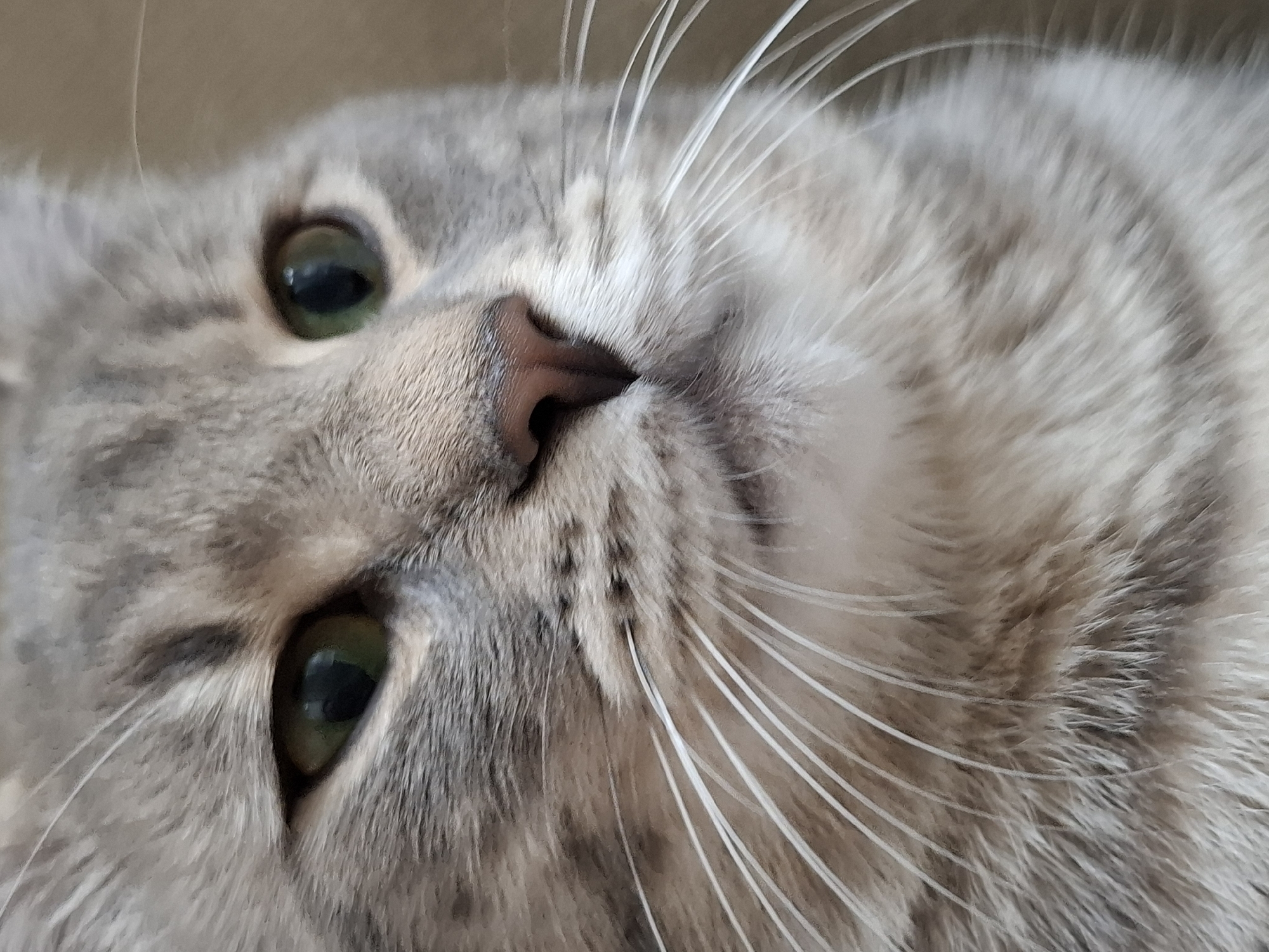 A close-up photograph shows a gray tabby cat with green eyes and a pink nose. The cat is lying down, its face tilted slightly towards the camera. Long, white whiskers extend from its muzzle. The fur appears soft and dense. The background is a neutral, blurred color. The image doesn't offer any information about Novi Sad, Serbia.