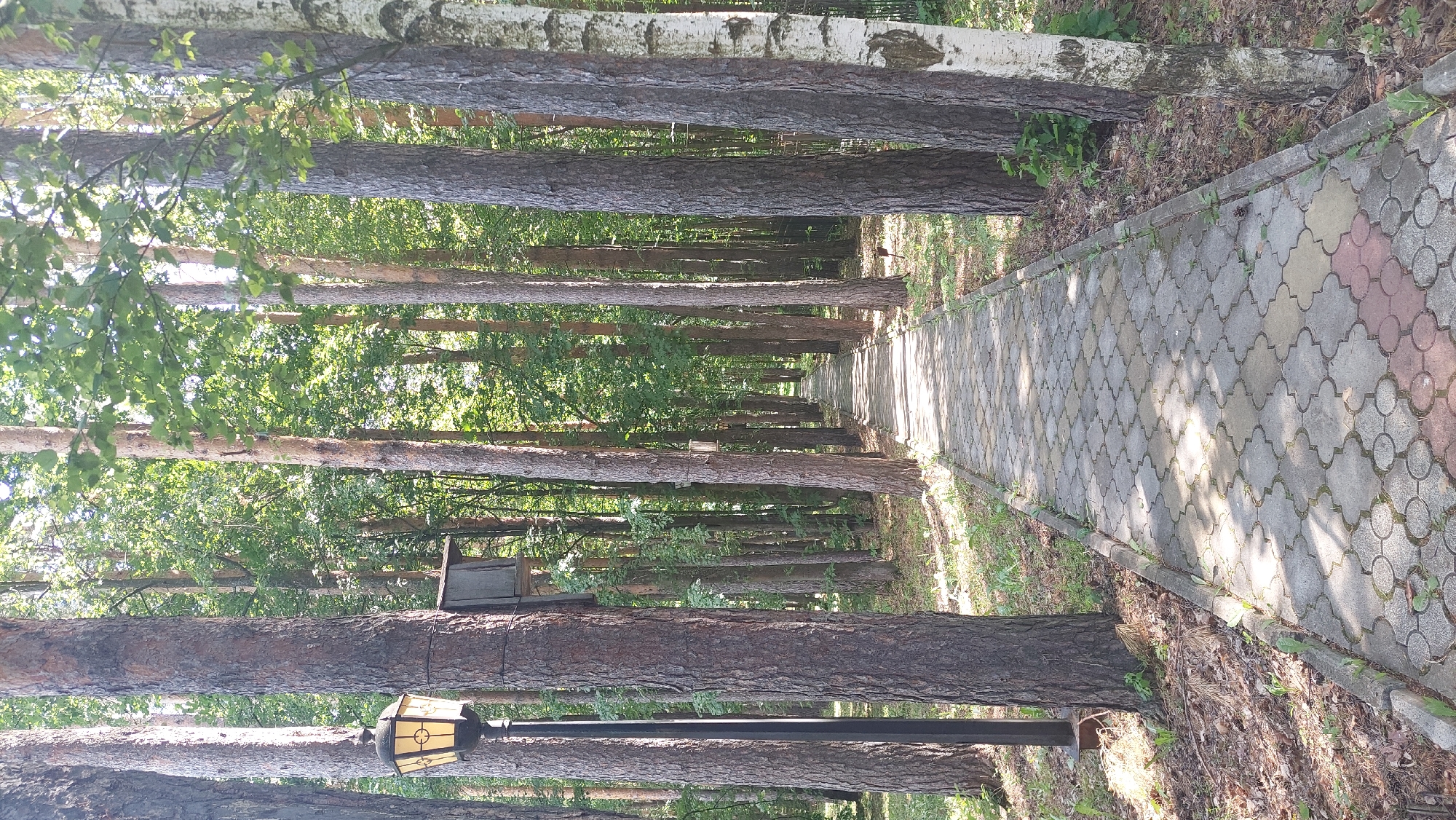 A paved pathway winds through a dense forest, flanked by tall trees with rough bark. A black lamppost with a decorative lantern stands on the left side of the path, near a small wooden birdhouse attached to a tree. Sunlight filters through the leaves, casting dappled shadows on the stone-tiled path, which is bordered by low-lying green vegetation and fallen leaves. The path recedes into the distance, suggesting a park or wooded area. The scene appears to be in Potashnaya Polyana, Russia, based on the provided location context.
