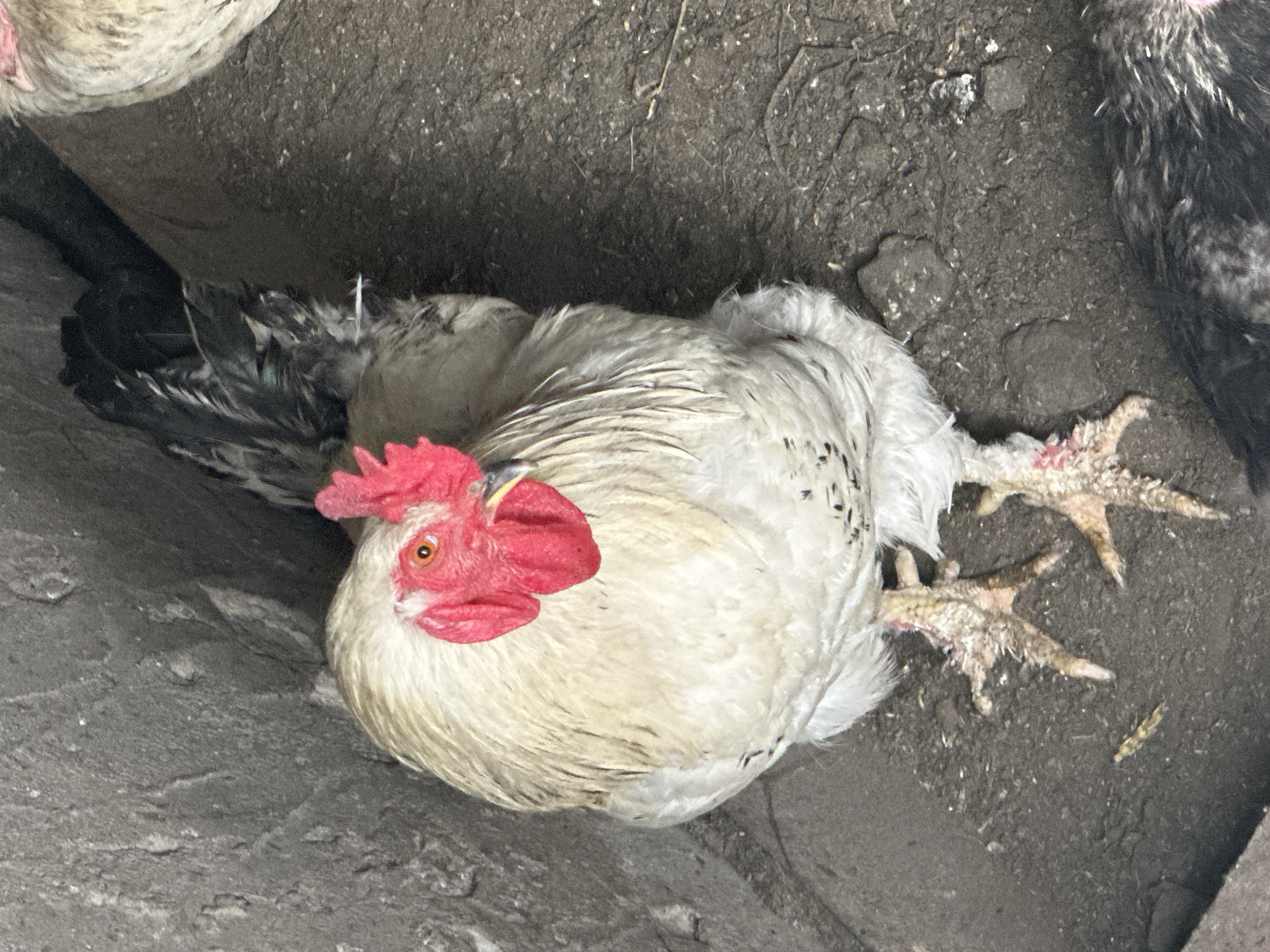 A close-up, top-down shot shows a white rooster with a red comb and wattle standing on dirt. The rooster has yellow legs and feet, with visible dirt and some reddish discoloration on its legs. To the left of the rooster is a rough, gray concrete wall. In the background, darker feathers of other birds are visible. The overall environment appears to be an outdoor enclosure or farmyard in Tobyl, Kazakhstan.