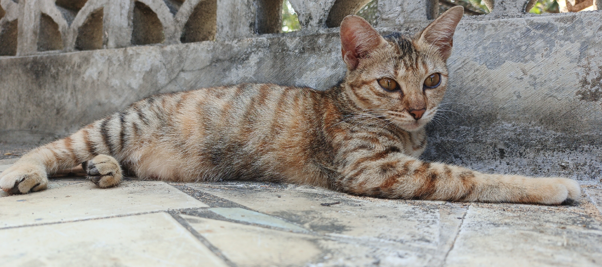 In Moyudan, Indonesia, a tabby cat with orange and brown stripes is lying on a tiled floor. The cat is facing towards the right side of the image, with its head turned to look slightly towards the camera. Its front paws are extended forward. Behind the cat, a rough concrete wall with decorative openings is visible. The environment suggests an outdoor setting.