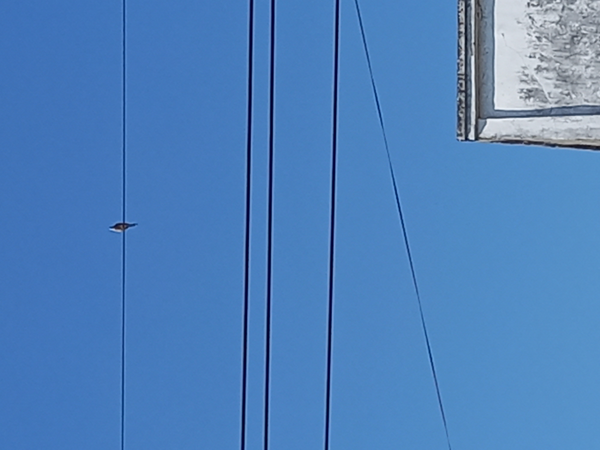 A small bird is perched on a wire in front of a clear blue sky. The bird is light brown and white. Below the wire, there are two other wires that are parallel to the first. In the bottom right corner of the image, the top of a white building with a weathered facade is visible. The scene appears to be outdoors, possibly in an urban or suburban area.