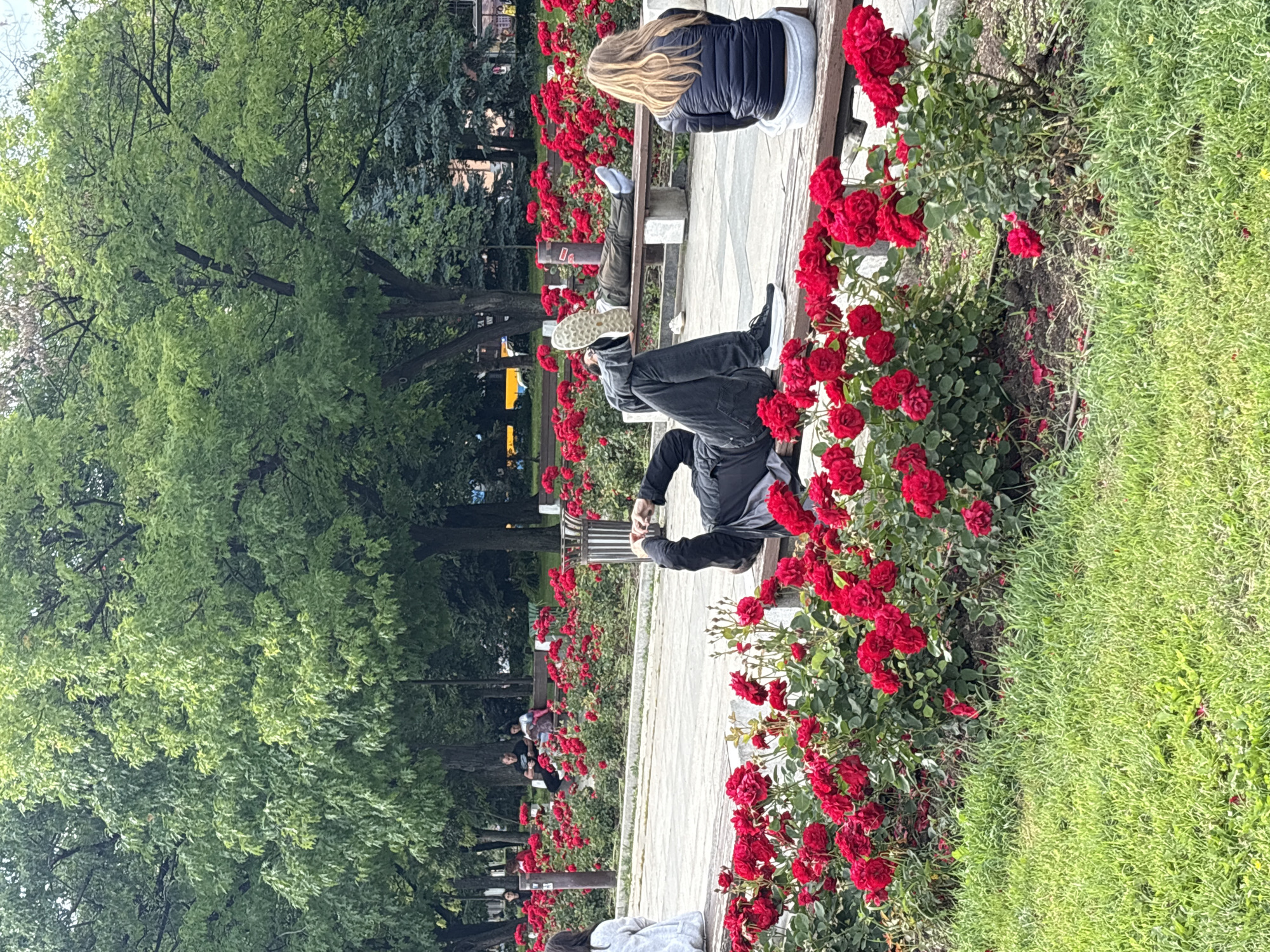 In a park in Sofia, Bulgaria, several individuals are resting on park benches. In the foreground, a person lies on their back on a bench, propped up by their arms and looking at their phone. To the right, another person sits on a bench facing away from the camera, wearing a black puffer jacket and grey sweatpants. Further back, a person reclines on a bench with their legs extended, while two other individuals sit on a bench in the distance. Lush green trees form a canopy overhead, and vibrant red roses are in full bloom, lining pathways and surrounding the benches. The park appears to be a tranquil spot for relaxation and enjoying the outdoors.