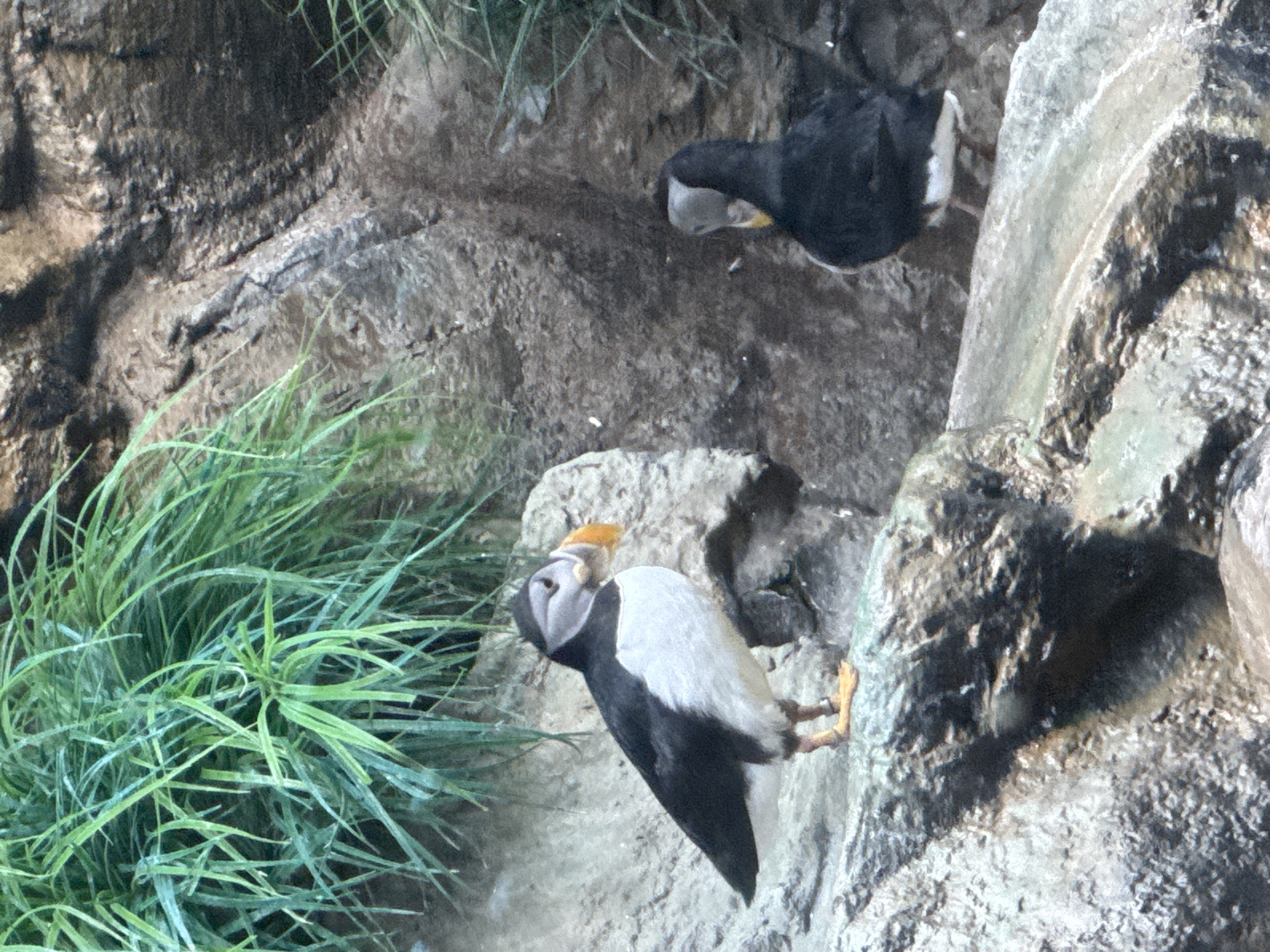 Two puffins are perched on rocky terrain, with lush green grass in the background. One puffin, facing left, has its beak slightly open and is looking towards the other puffin. The second puffin is facing away, looking down, with its head tilted. The puffins are in an outdoor environment, likely a zoo or natural habitat, with rocky outcrops and vegetation. The lighting suggests it is daytime.
