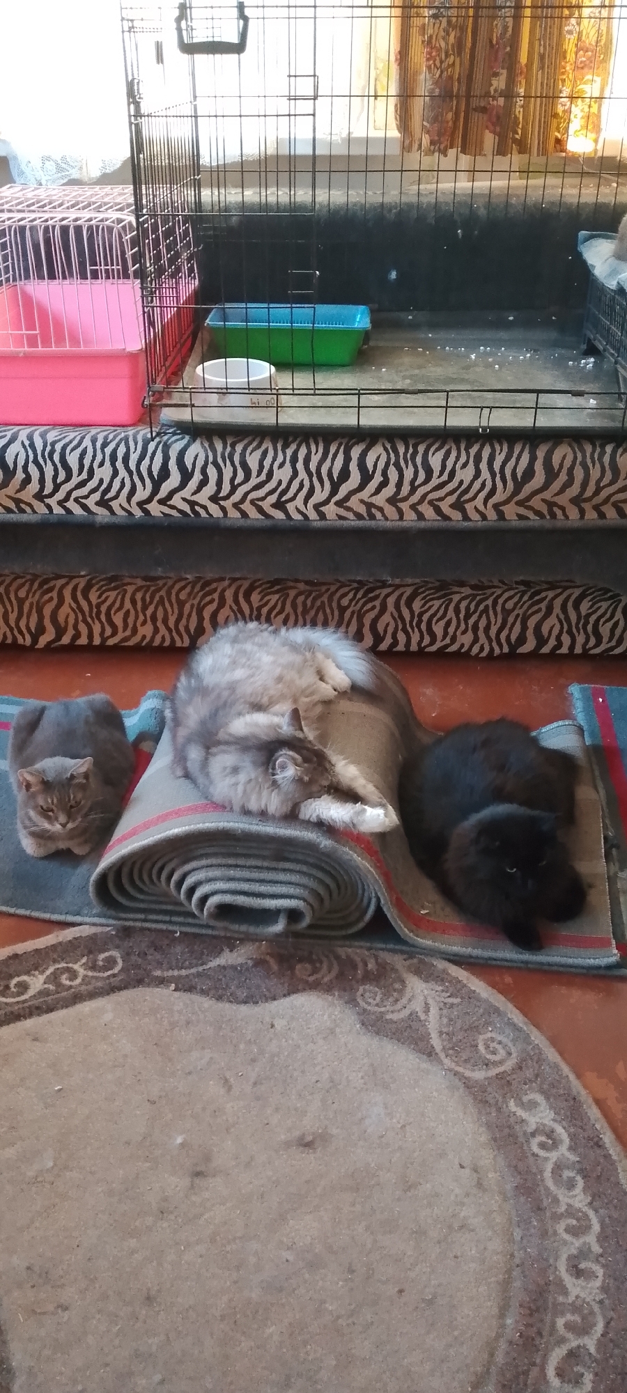 Three cats are resting on a rolled-up carpet indoors. A gray tabby cat is sitting on a dark gray mat to the left, facing forward with its eyes open. To its right, a fluffy gray and white cat is lying on its side on a rolled-up gray carpet with red and blue stripes, its head resting on its paws. To the right of the gray and white cat, a fluffy black cat is lying on its side on the same carpet, facing towards the camera with its eyes open. Behind the cats, a cage with a pink and gray plastic carrier is visible. The floor is a reddish-brown color, with a textured beige rug in the foreground. The image does not contain any elements that would indicate a specific location in Belgorod, Russia, or any other city.