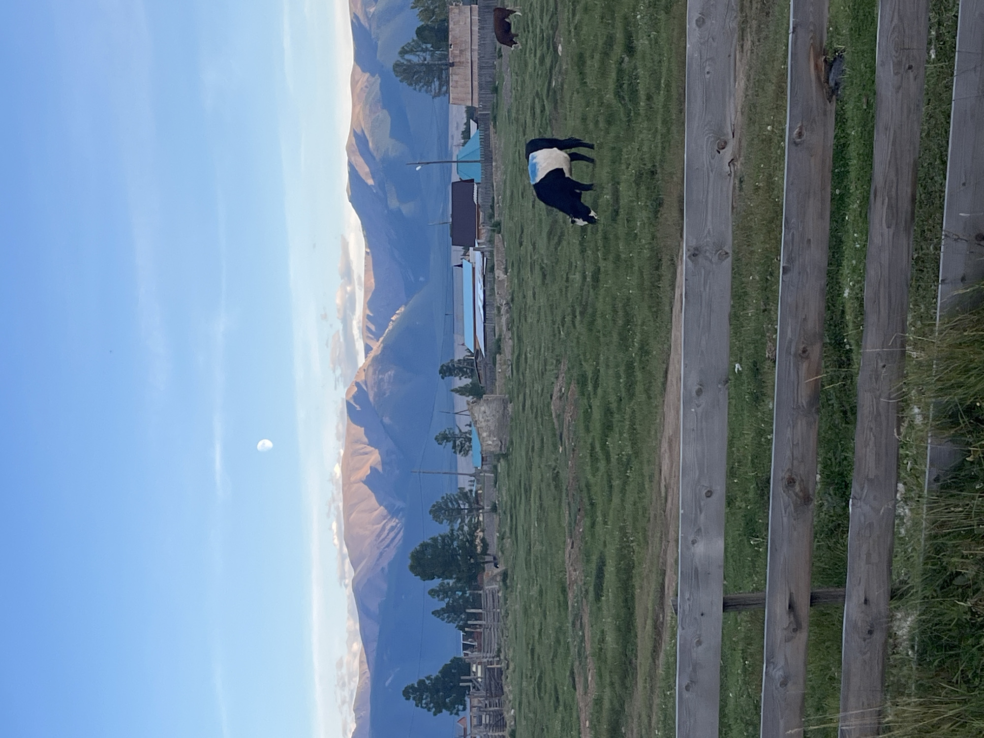 In the city of Kyzyl-Tash, Russia, a pastoral scene unfolds under a clear blue sky with a crescent moon visible. A rustic wooden fence dominates the foreground, made of rough-hewn logs. Beyond the fence, a green field stretches out, dotted with sparse white wildflowers. In the middle ground, a black and white cow grazes peacefully, distinguished by a patch of blue paint on its back. Another brown cow is visible further in the background. A small village with wooden houses and fences is nestled behind the field, with trees interspersed throughout. In the far background, a range of majestic mountains, bathed in the warm glow of what appears to be sunset or sunrise, forms a dramatic backdrop. The overall atmosphere is one of serene, rural tranquility.